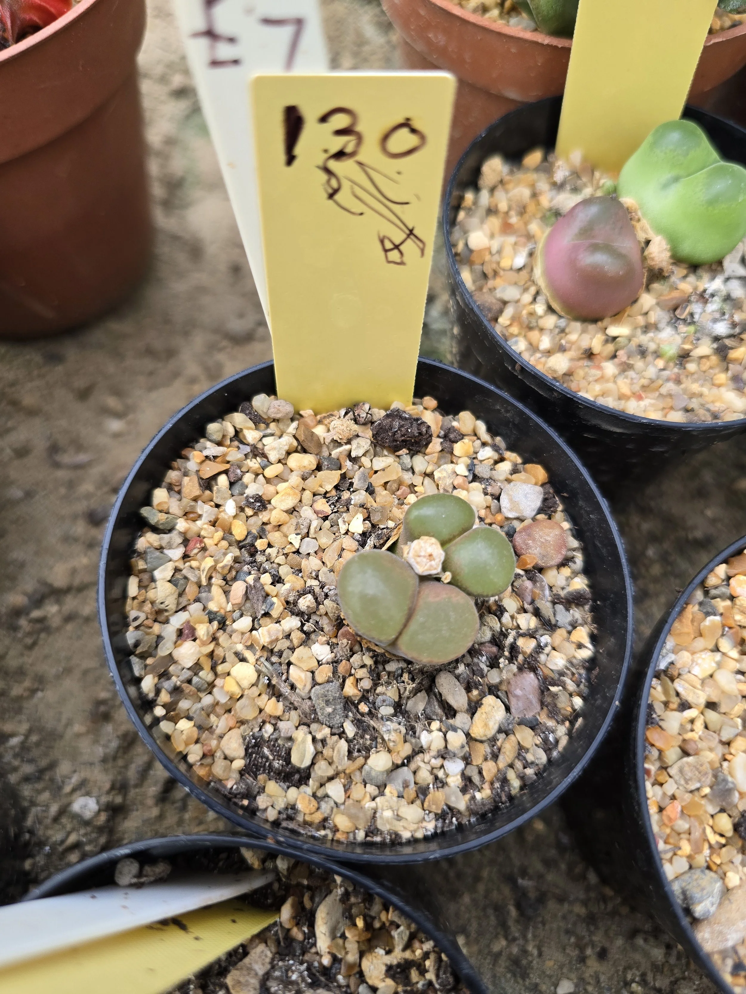 Conophytum - Unknown Name