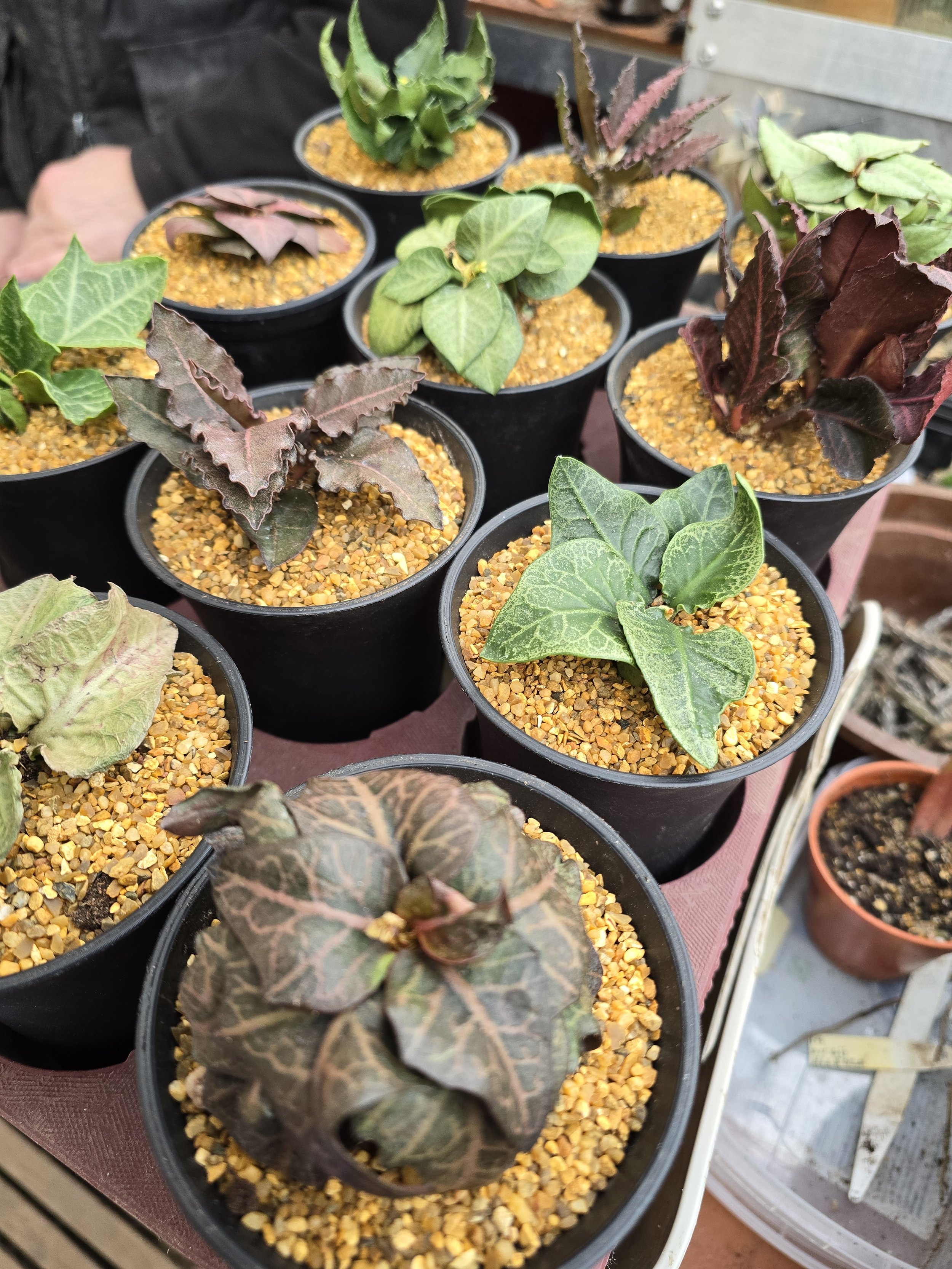 EUPHORBIA FRANCOISII HYBRIDS