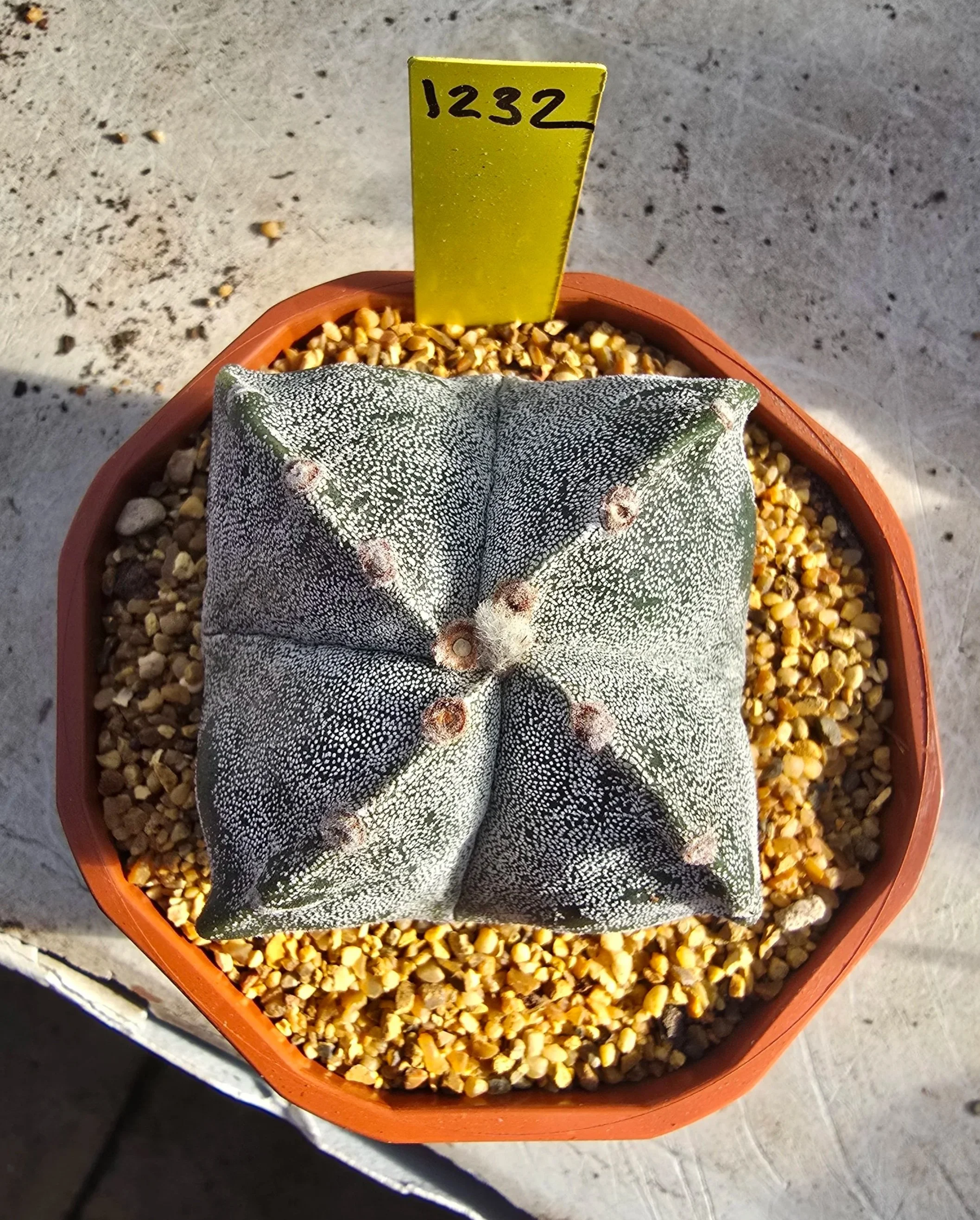 Astrophytum