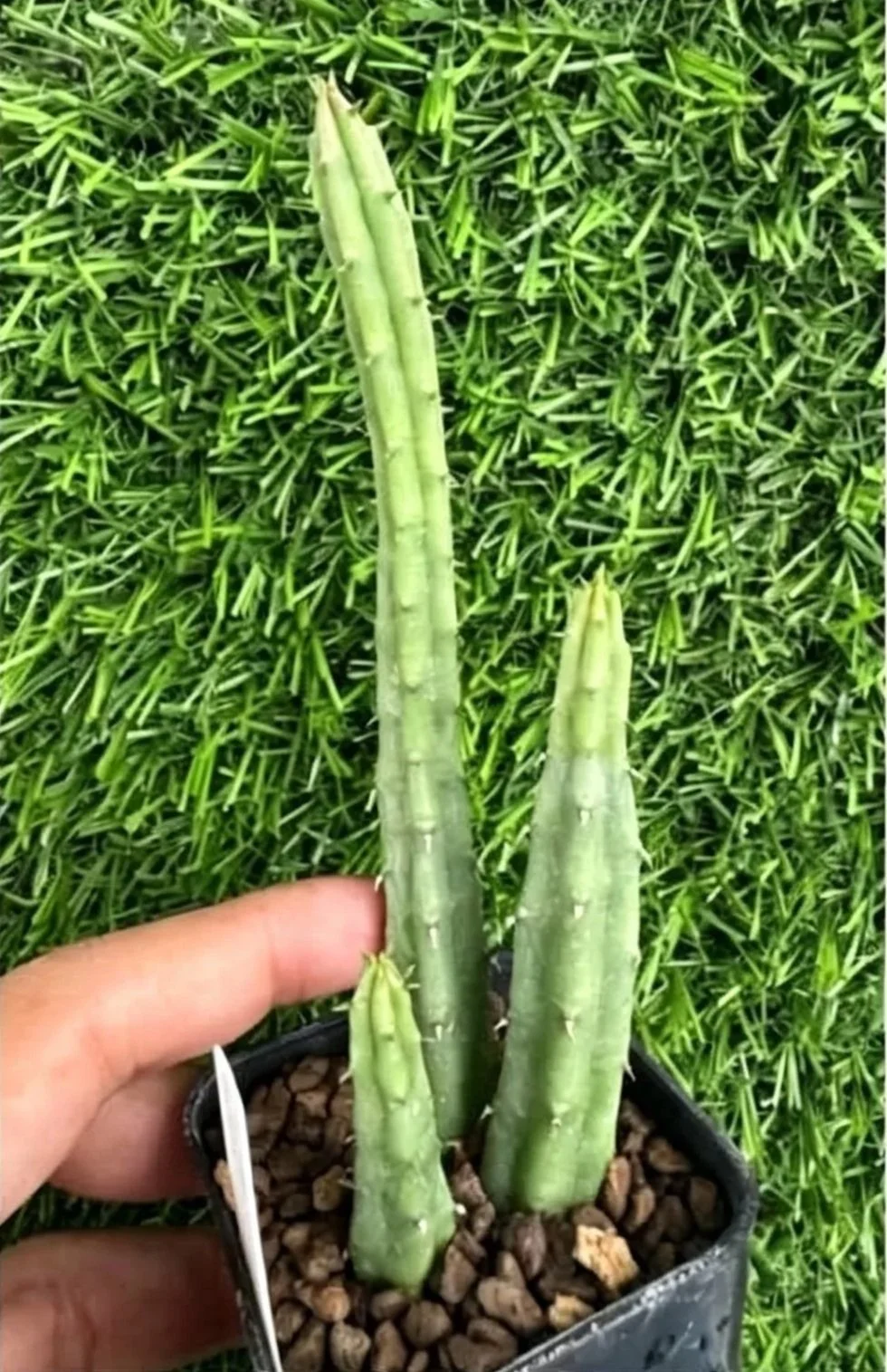 9+H.Procumbens+x+H.concinna+barad+Hyb.jpg