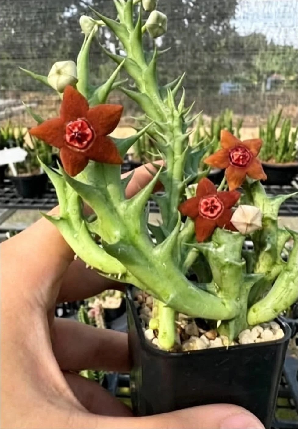ORBEA LATICORONA