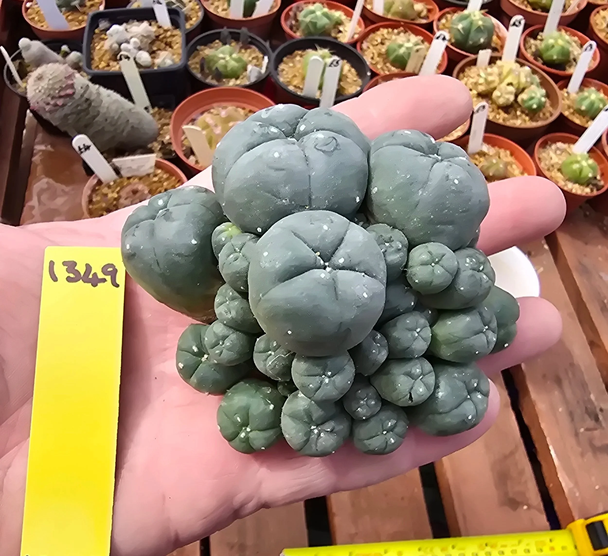 Lophophora williamsii var. caespitosa