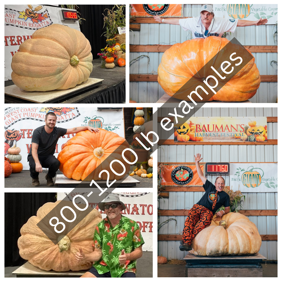 800-1200 lb examples.png