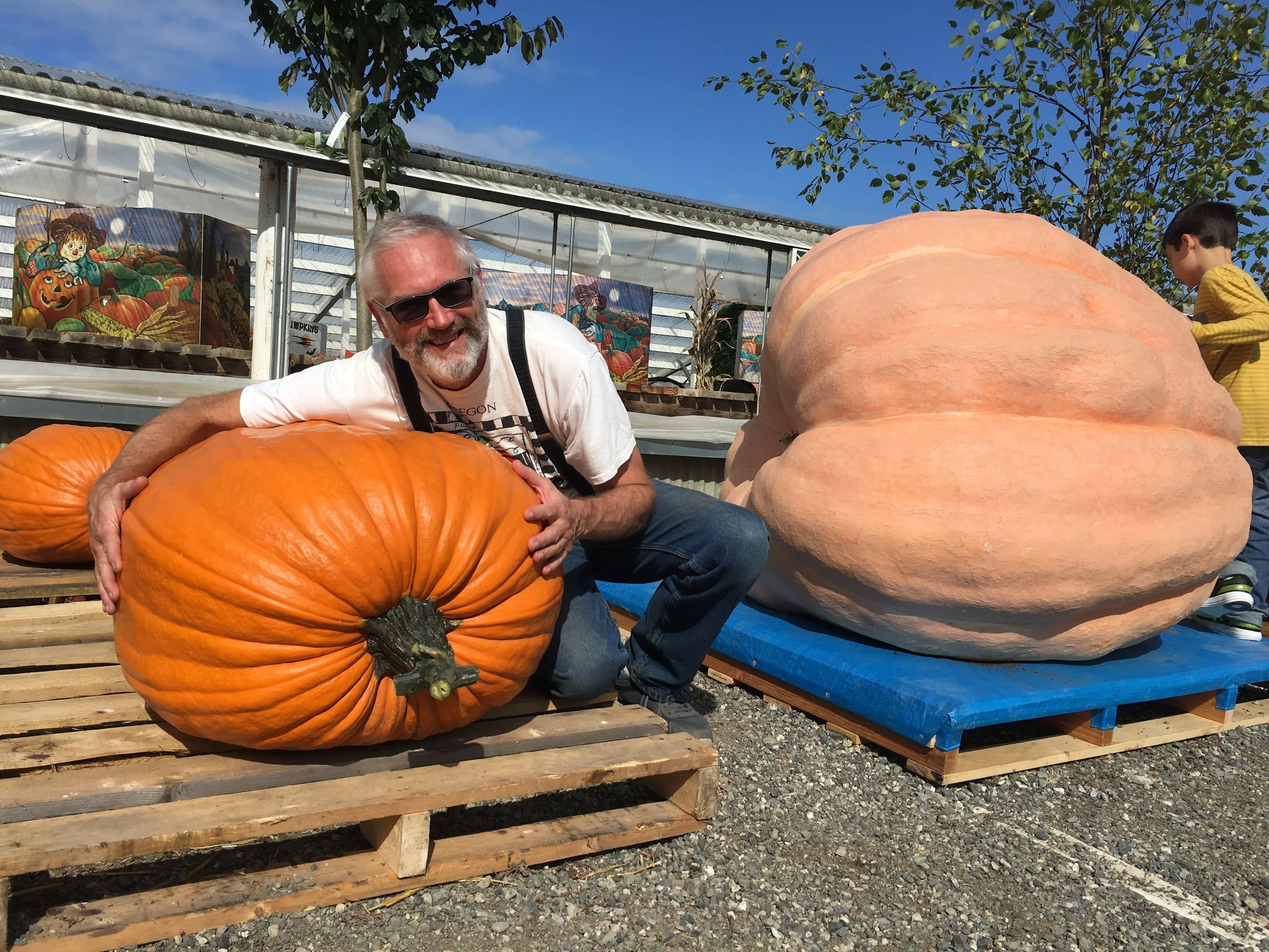 188.5 Treece Field Pumpkin - OR State Record! (7 seeds per packet)