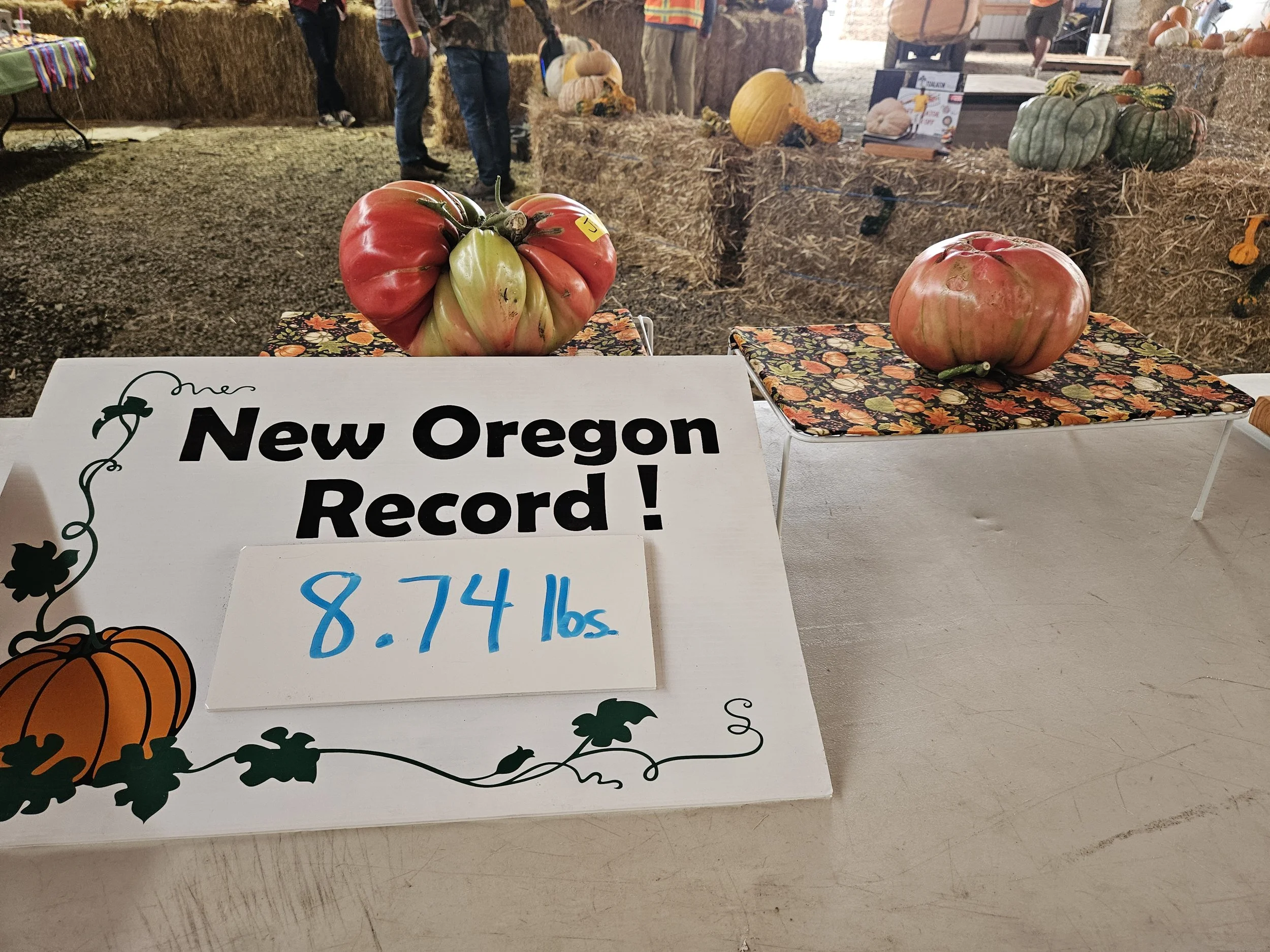 8.74 Sherwood Tomato - OR State Record!