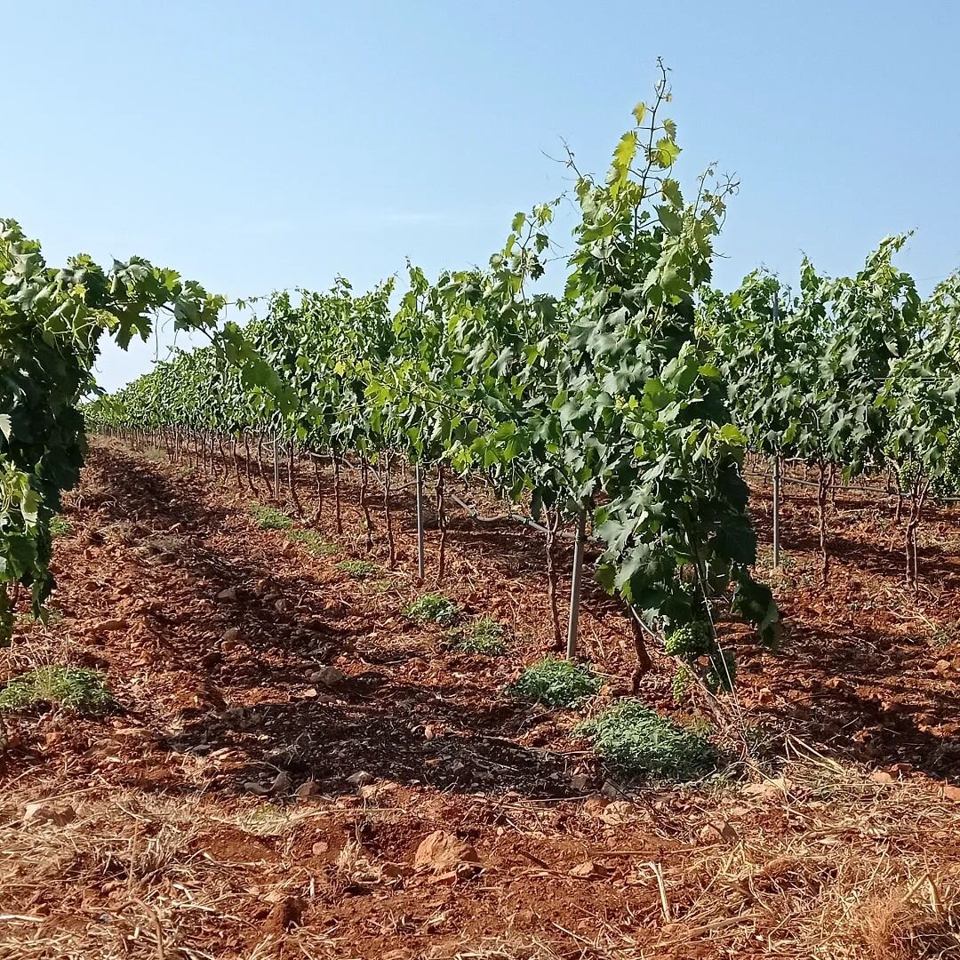L'uva non è tutta uguale e neanche la sua pianta. Quella del vino Primitivo è molto esigente, richiede conoscenza e lavoro accurato in vigna. È grazie alle mani e all'esperienza dei nostri collaboratori che avremo presto anche no