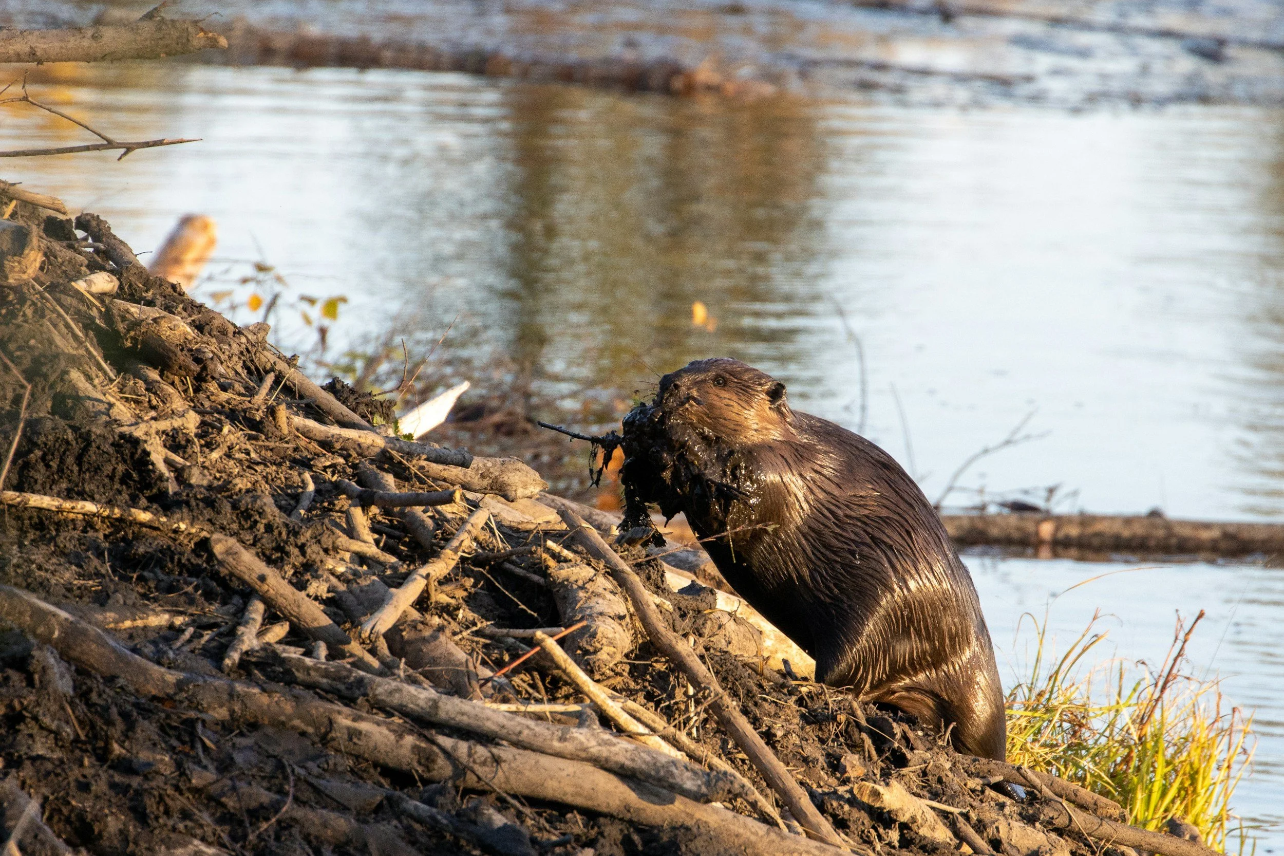 Photograph of a beaver holding mud in its paws as it stands on a beaver dam