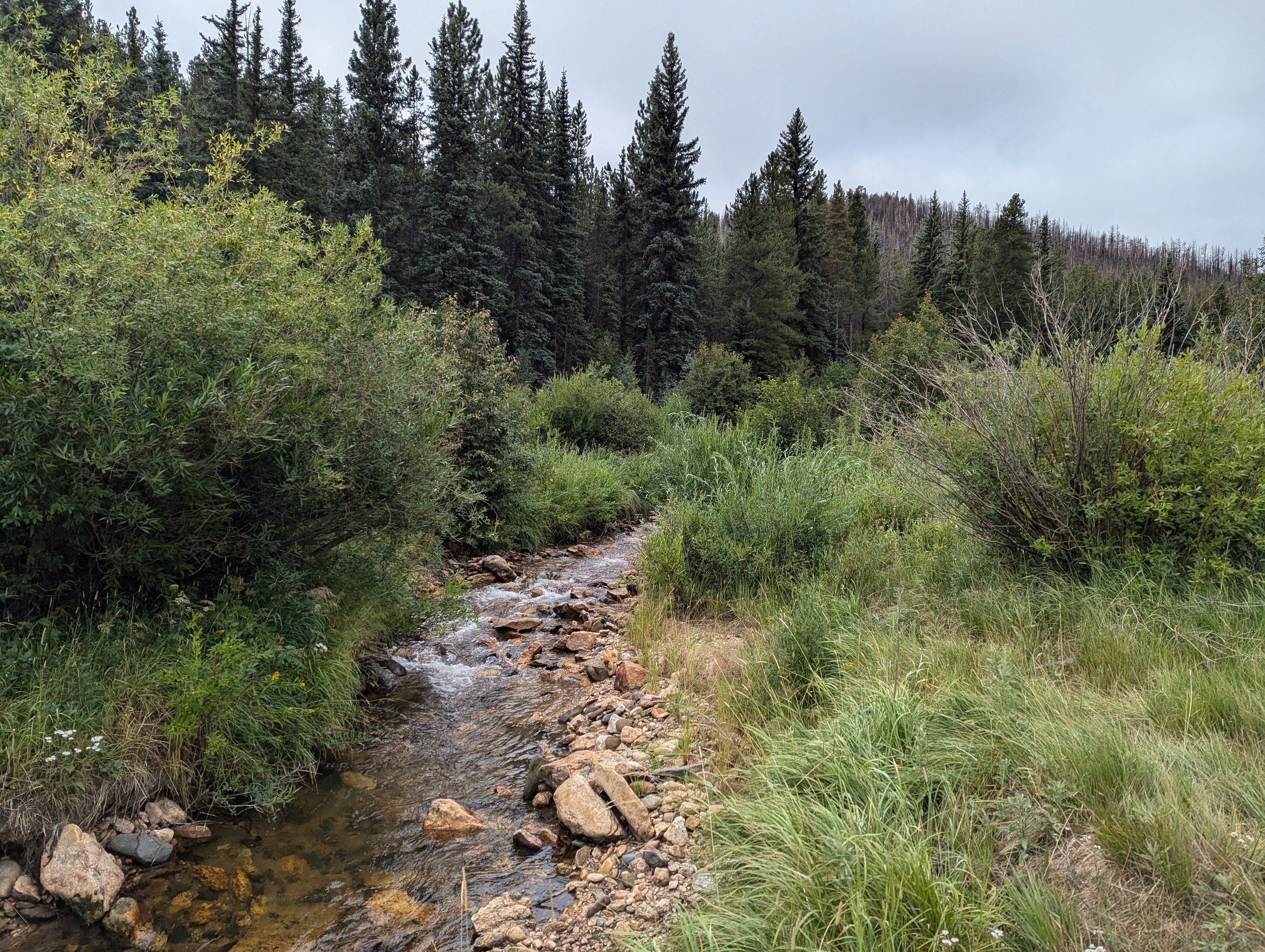 A photograph of a clear, narrow stream surrounded by pine trees.