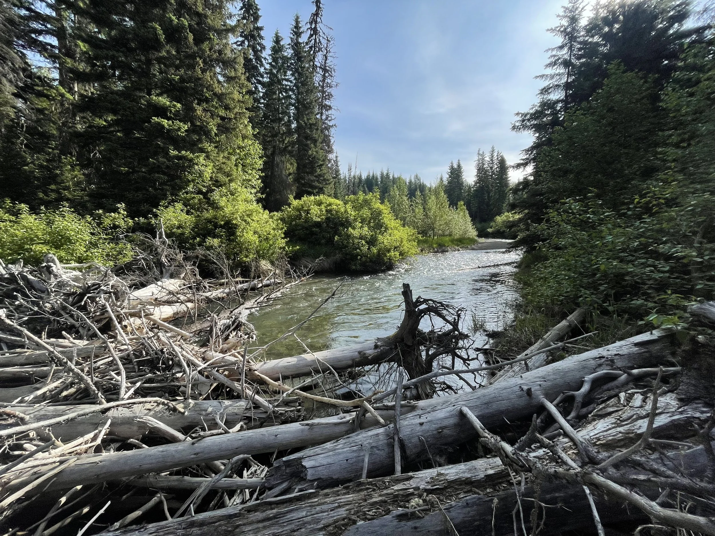 Photograph of a pile of dead branches and trunks spanning a mountain river