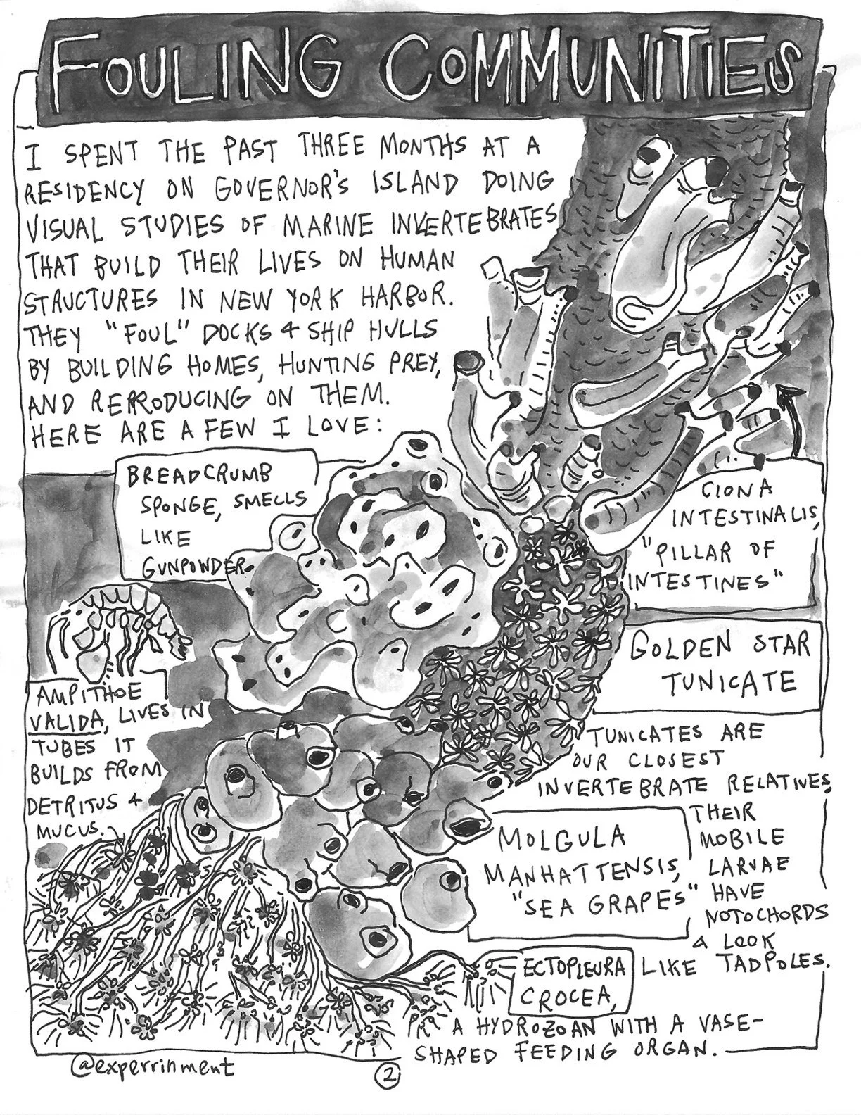 The Perrin R. Ireland Update - July 2021 (Back)