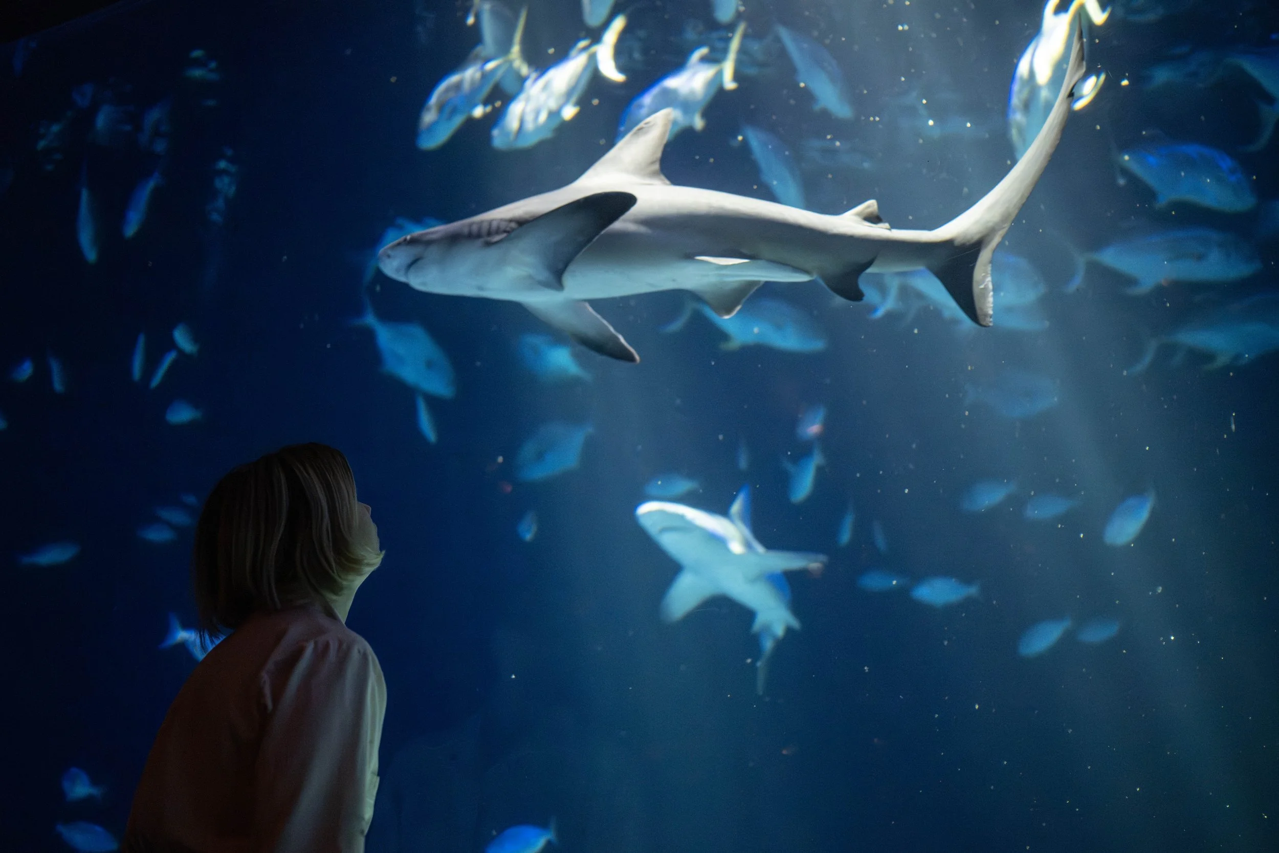 Terria Clay_4383_Artists in Residence and Hudson Canyon Live Stream_OWS_AQ_20250923.jpg