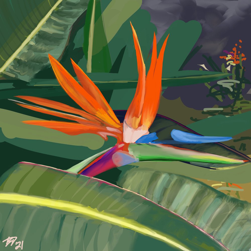 Tropical Bird of Paradise, Study II