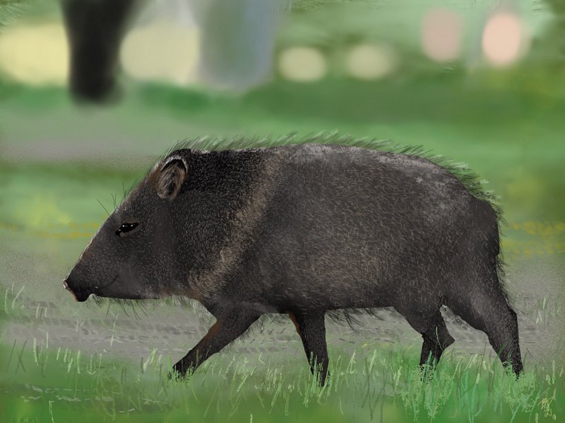 Javelina in the Park