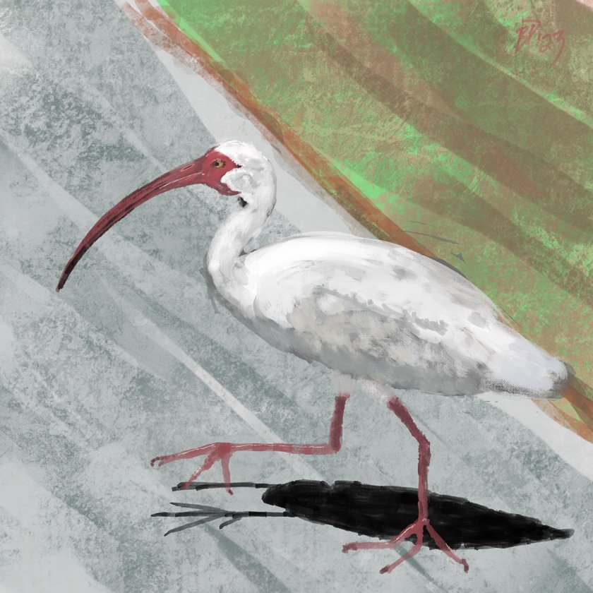 White Ibis, Miami