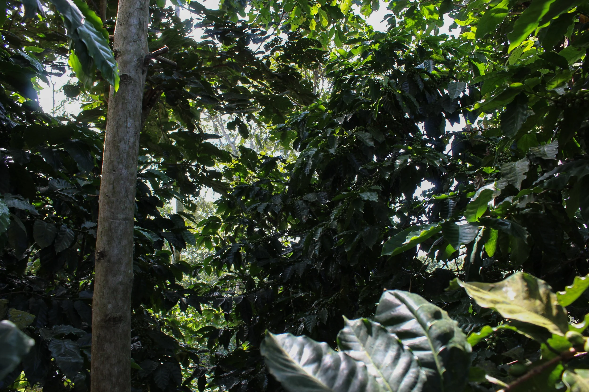 Coffee biodiversity in San Marcos, Guatemala | the future of coffee