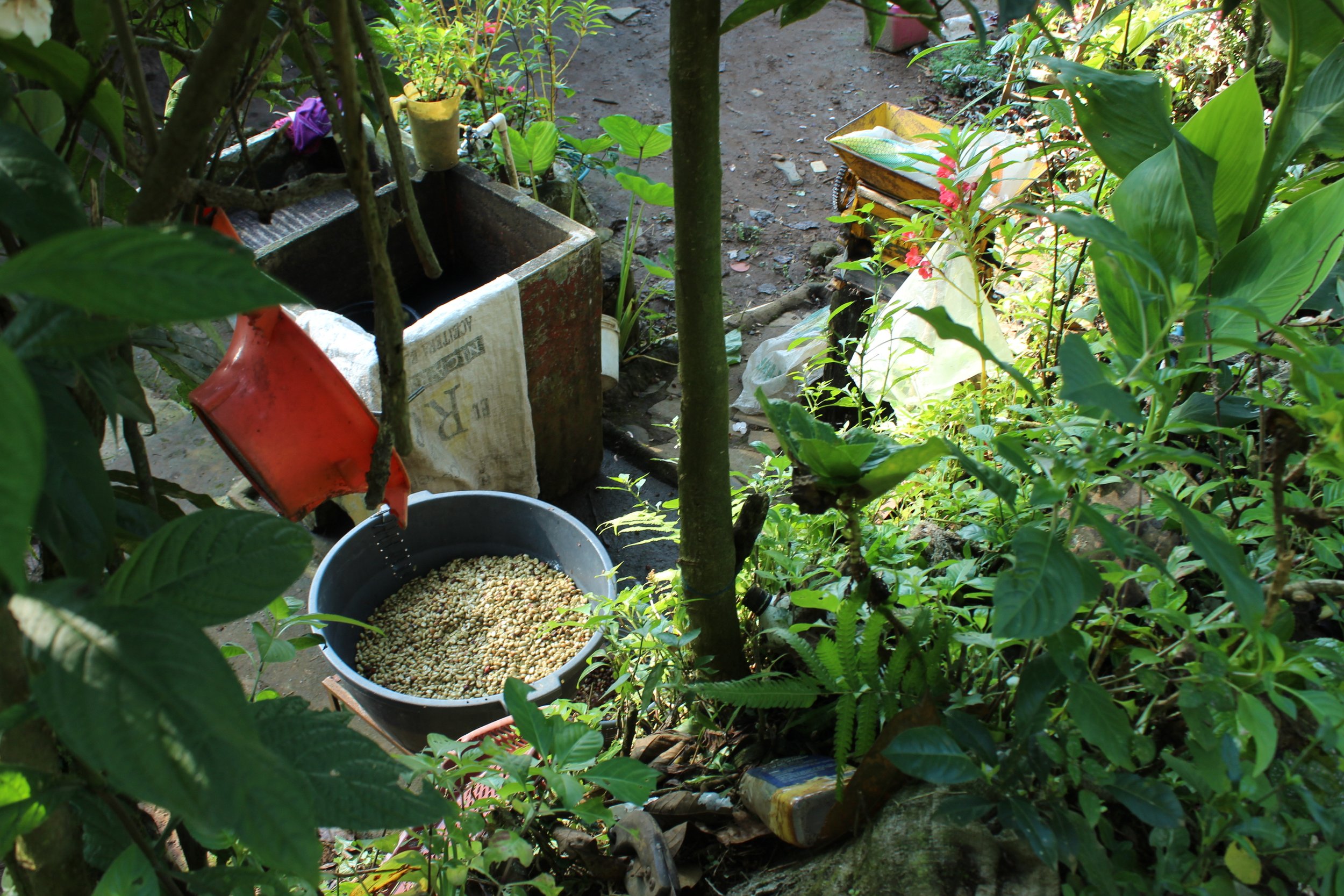 Specialty harvested coffee in basket after de-pulping process | coffee communities