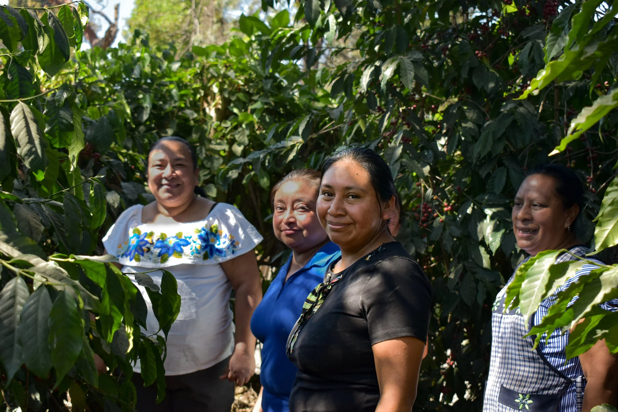 women coffee producers -- women-run cooperative in Guatemala | creating a brighter future for women coffee producers