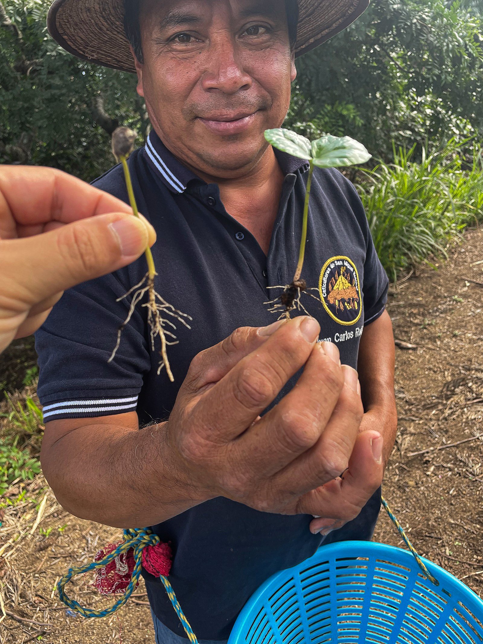 coffee farmer showing a coffee sprout | coffee tour in antigua