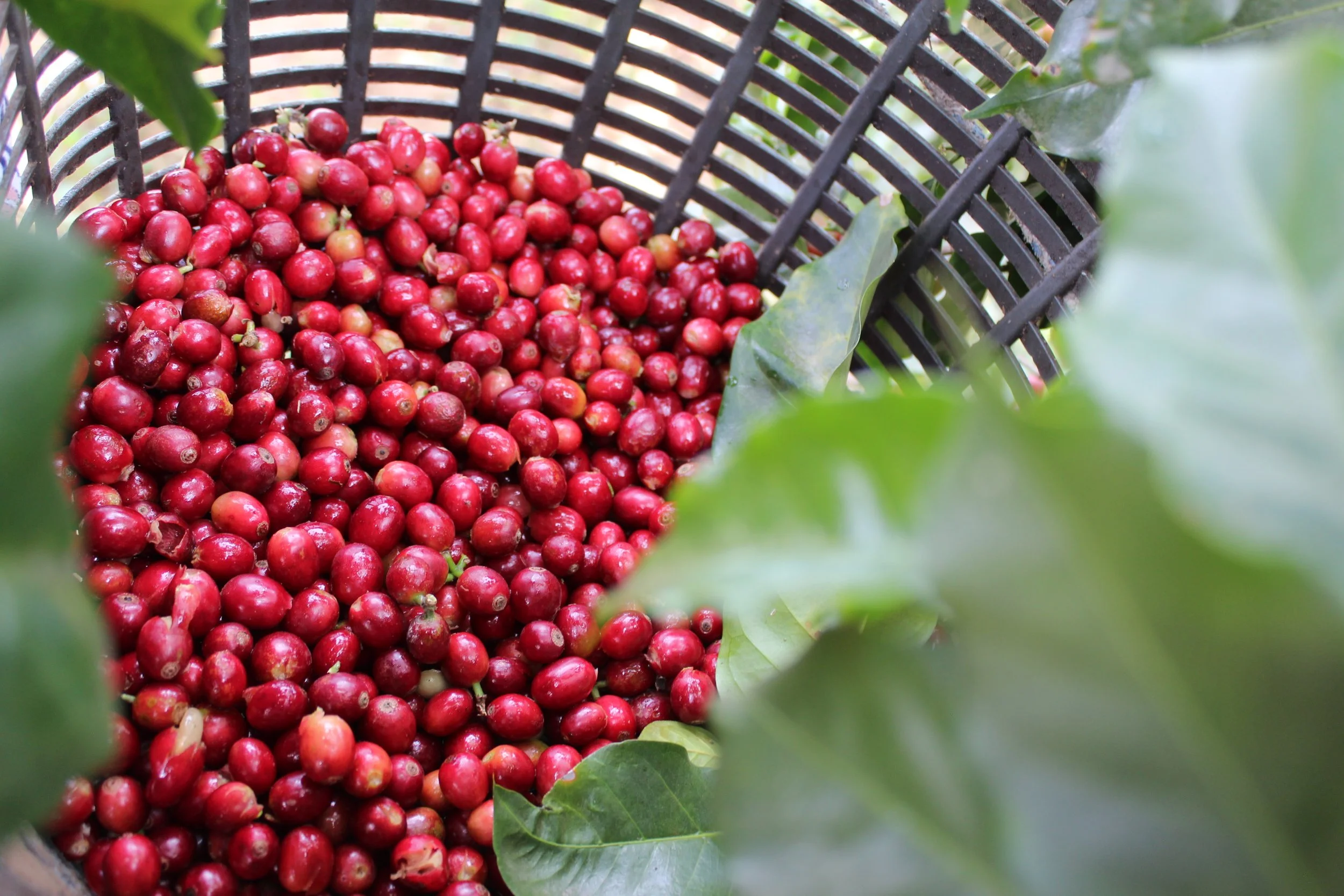 Ripe coffee cherries in basket