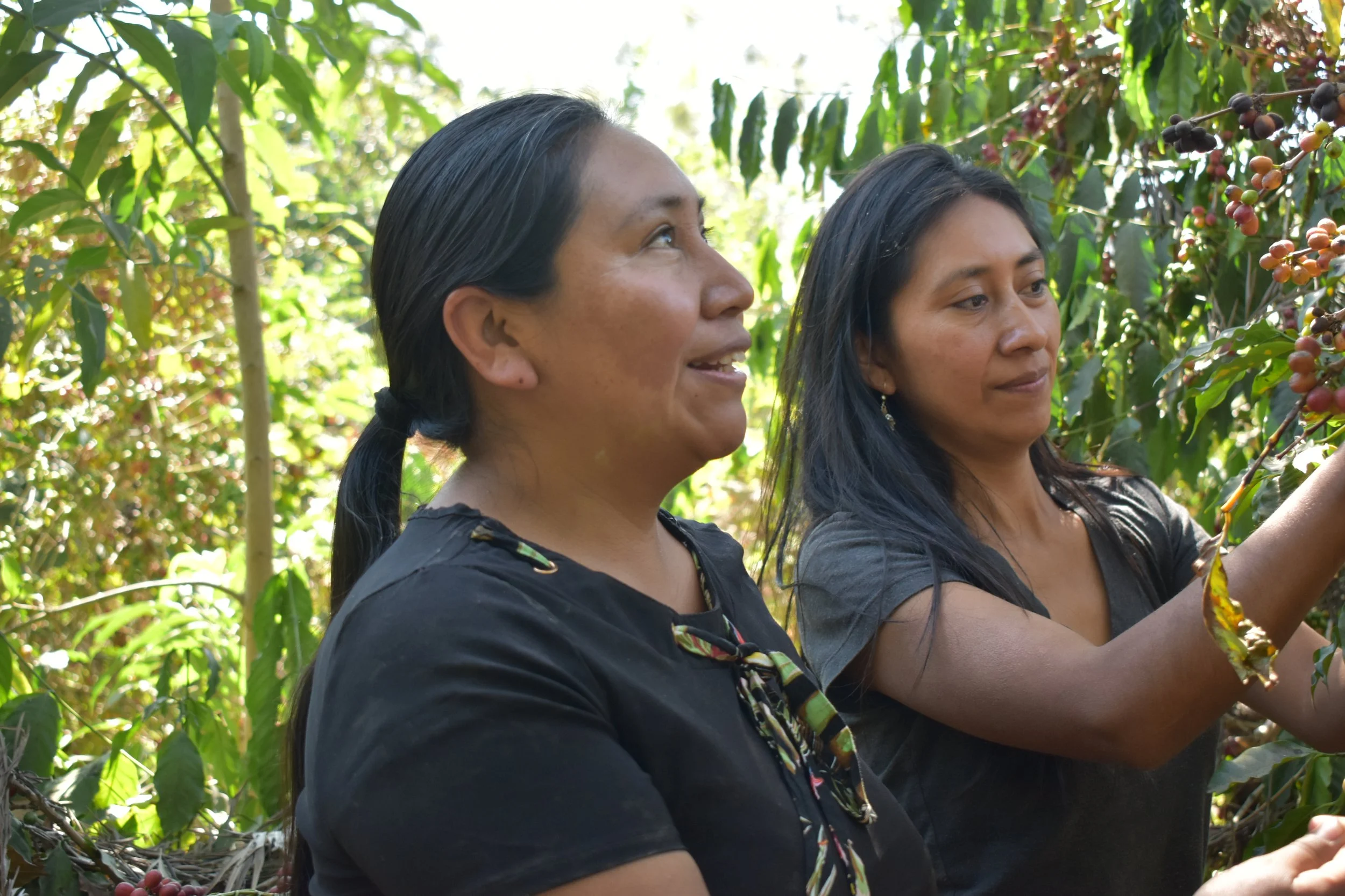 Women harvesting coffee | women accelerating change in the coffee industry