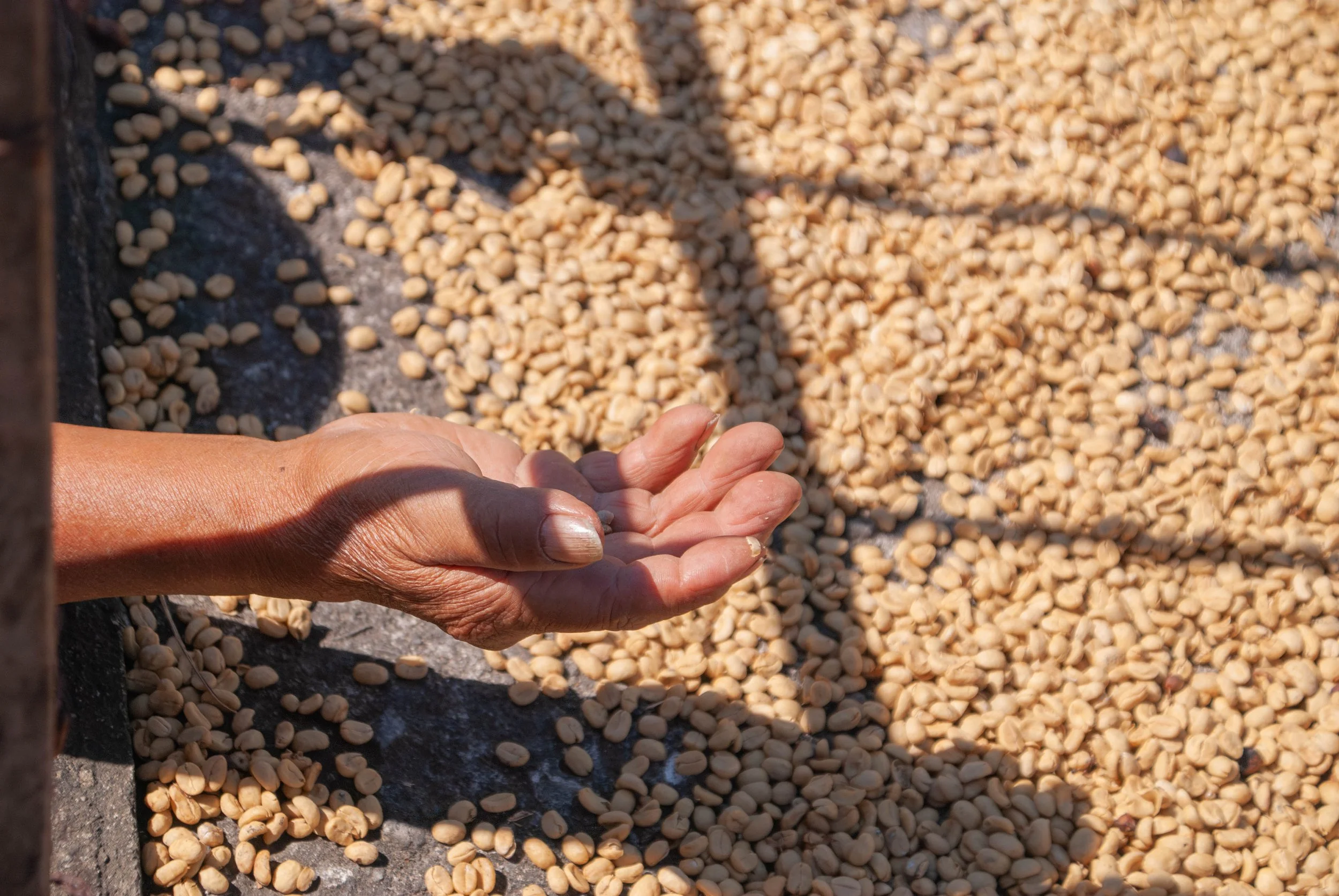 coffee beans during drying process