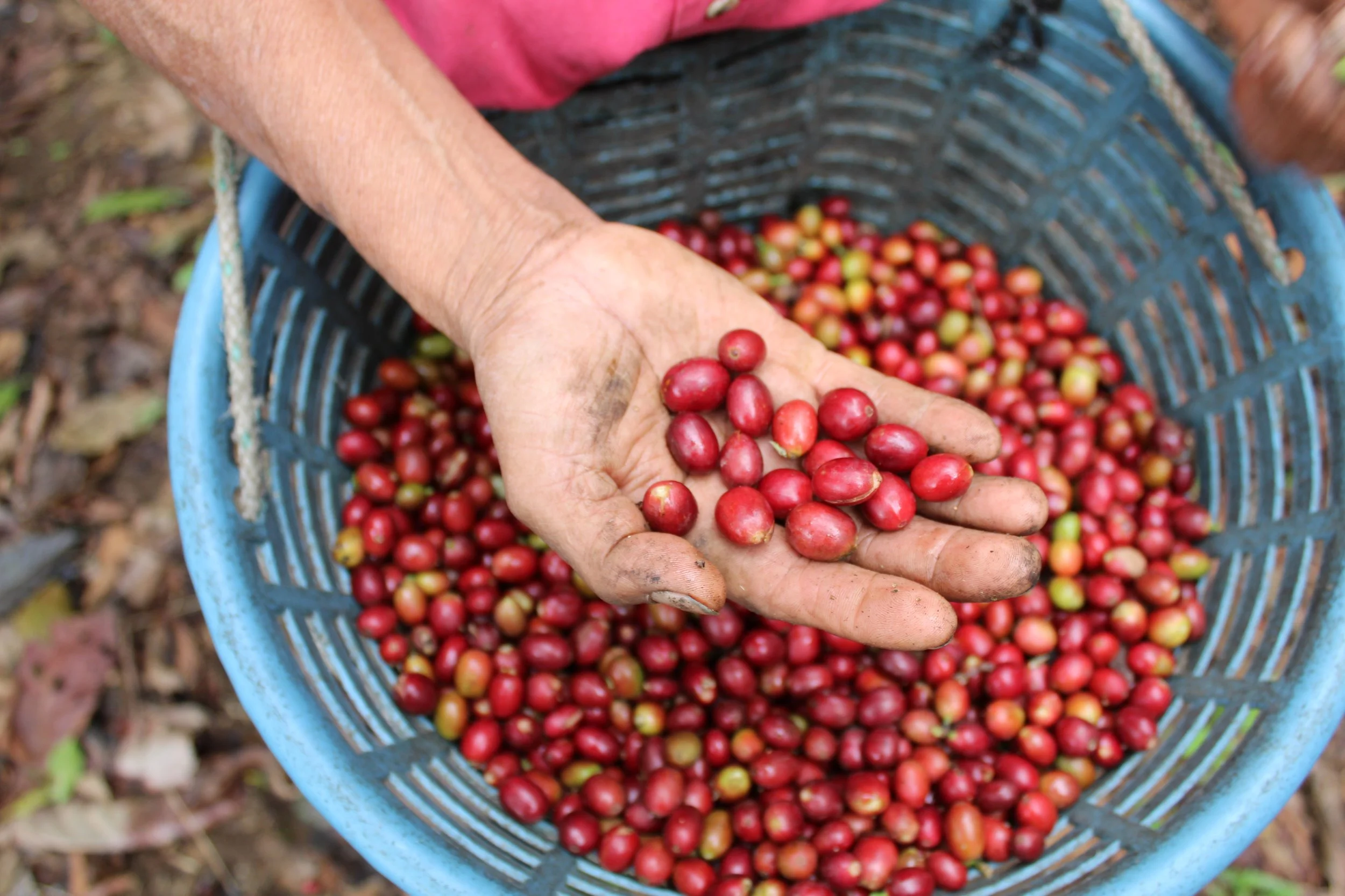 SA cherries in basket 4.JPG