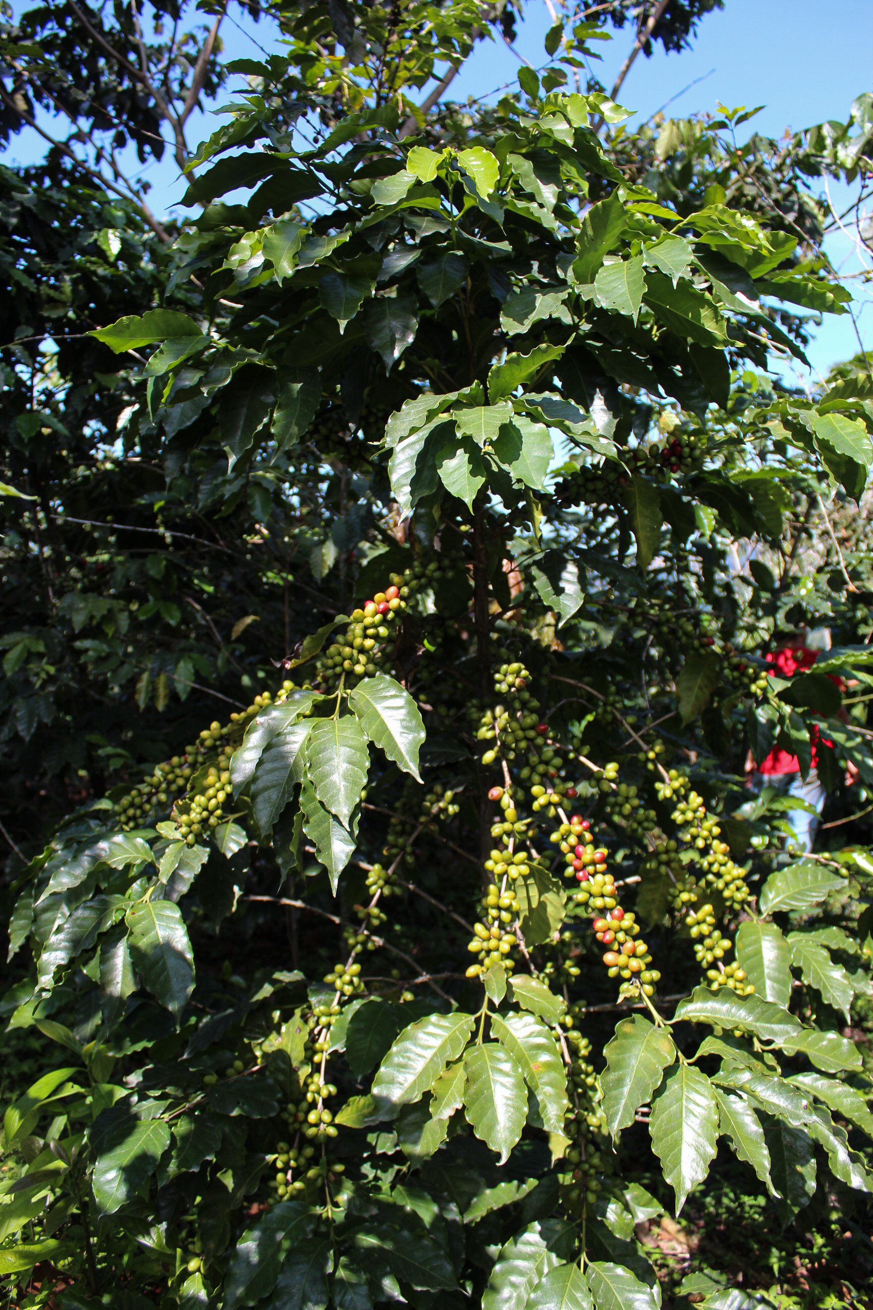 IMG_2861 - copia.jpg