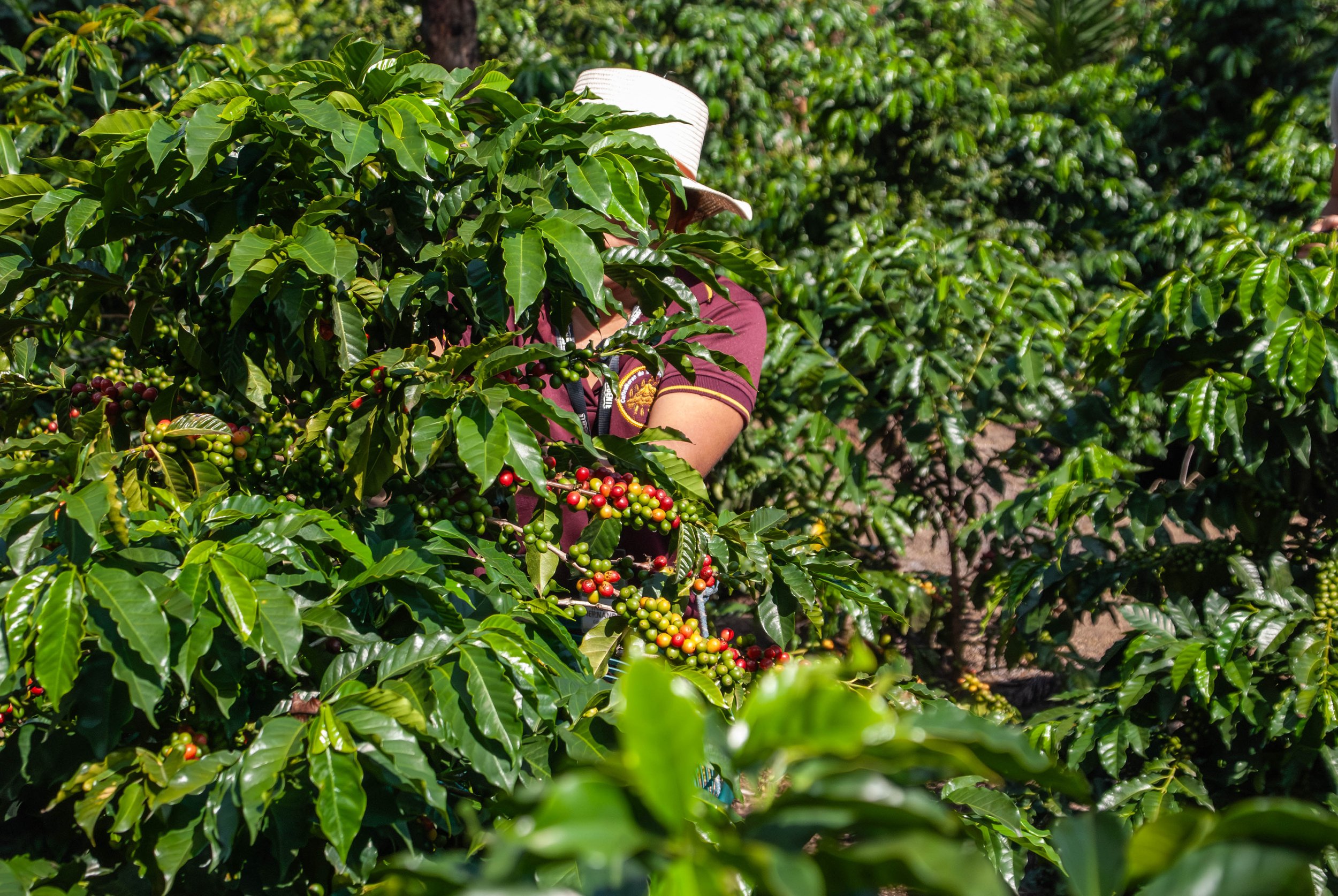 coffee producer during coffee harvest season | how coffee grows in Guatemala