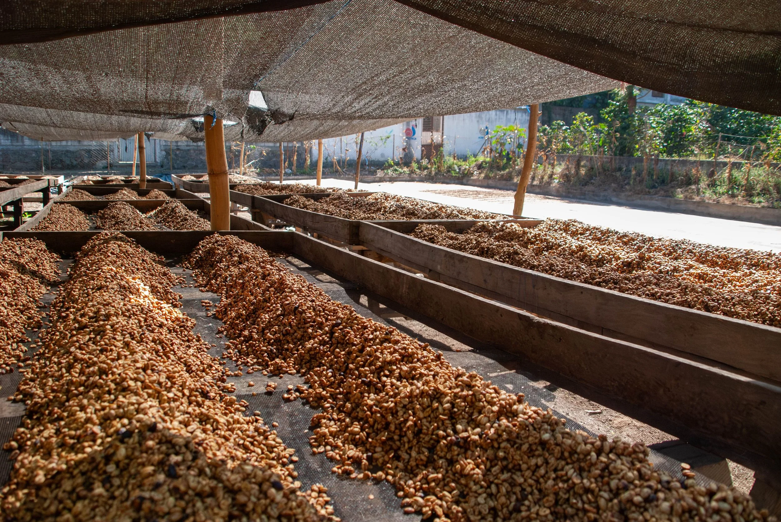 Honey processed coffee drying on African beds | Explore Atitlán coffee growing region with De La Gente
