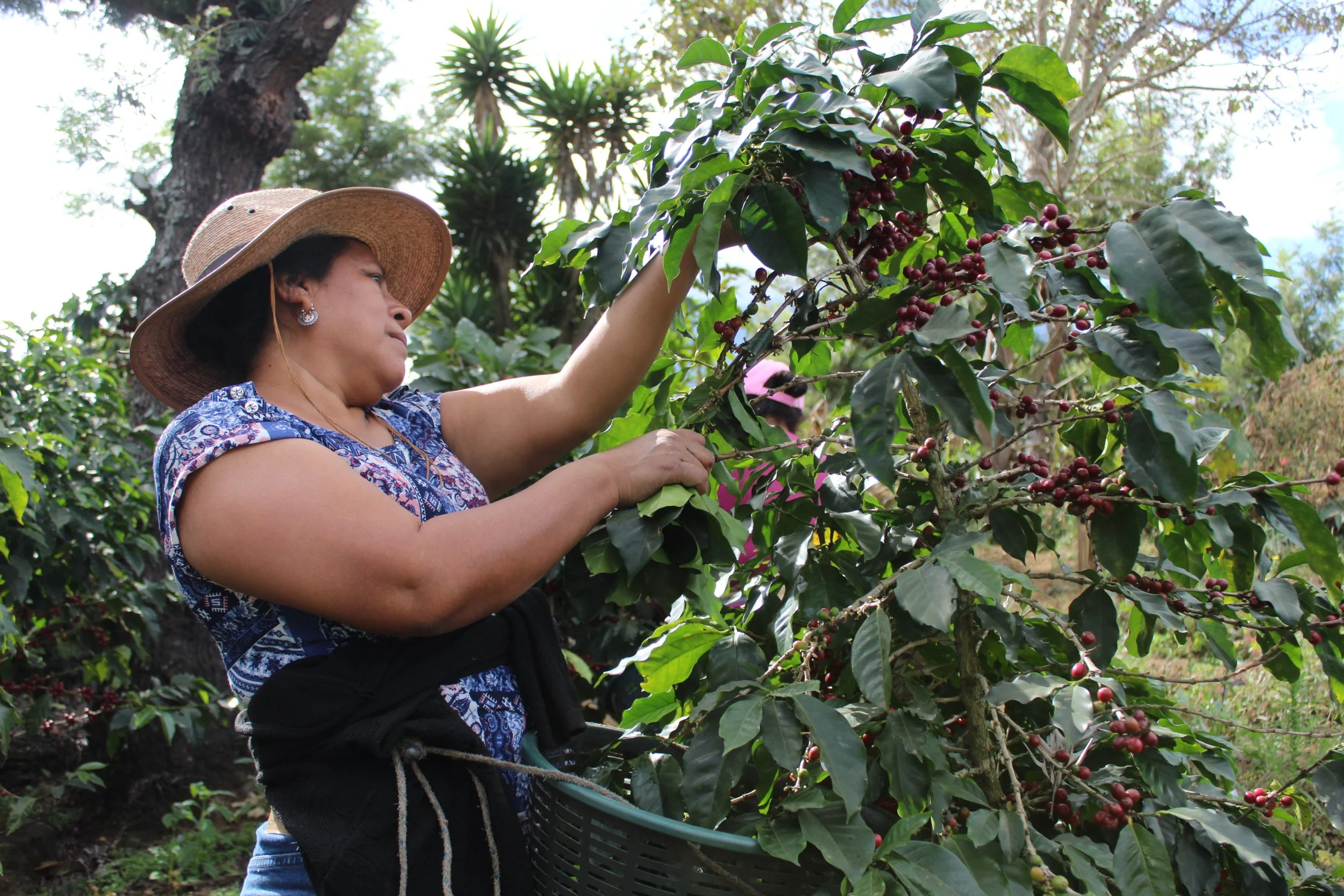 woman coffee producer - harvesting cherries | coffee harvesting - roles of women in how coffee is made