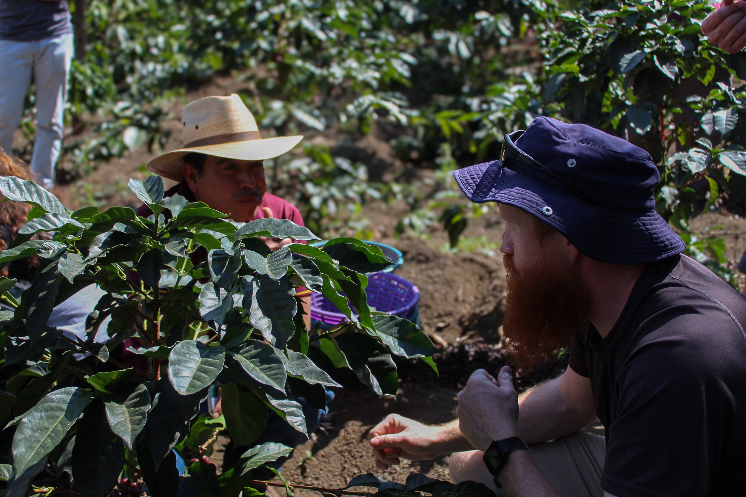 Coffee producer at coffee fields with an origin trip participant