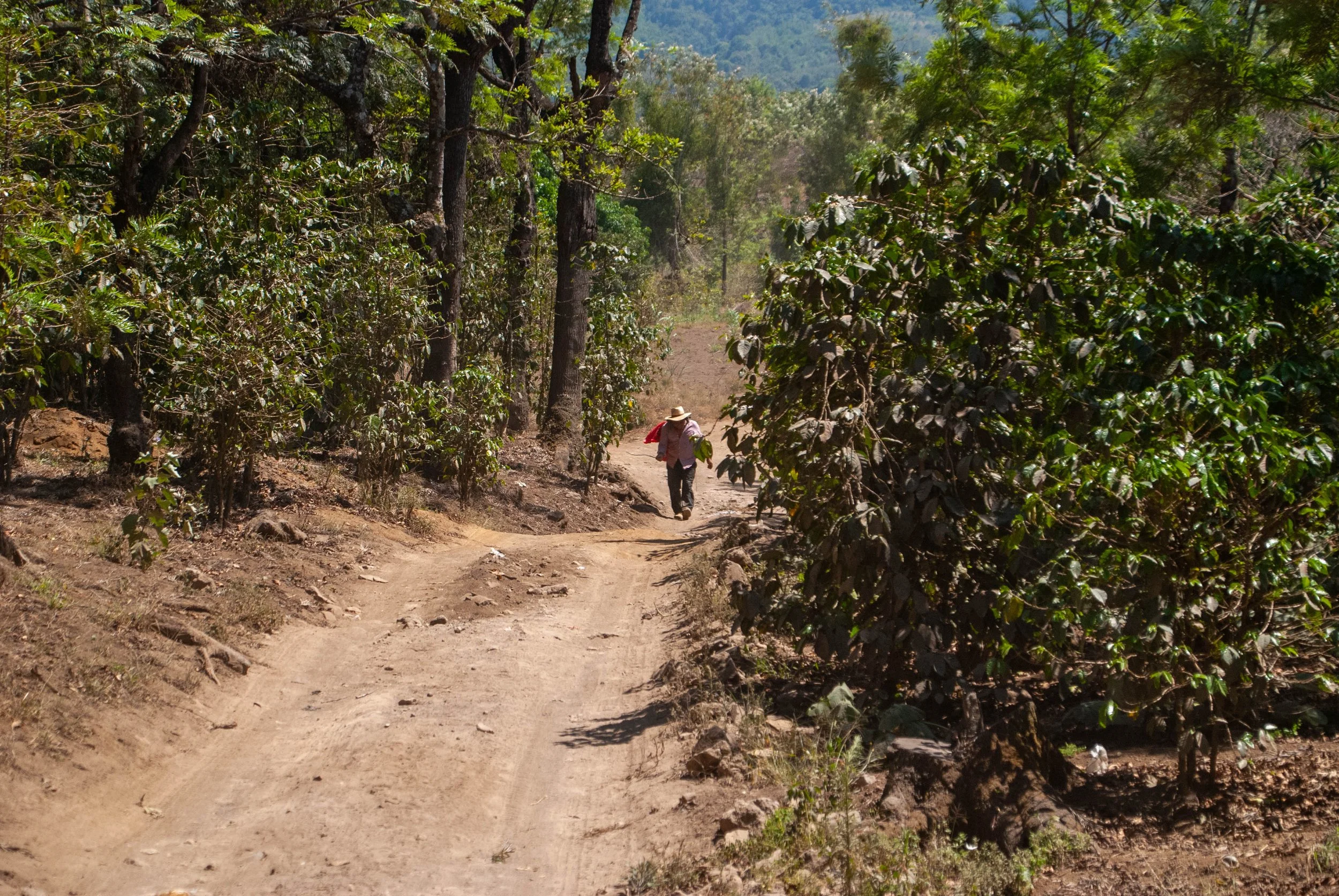 Coffee producer walking through dirt path after harvesting coffee cherries