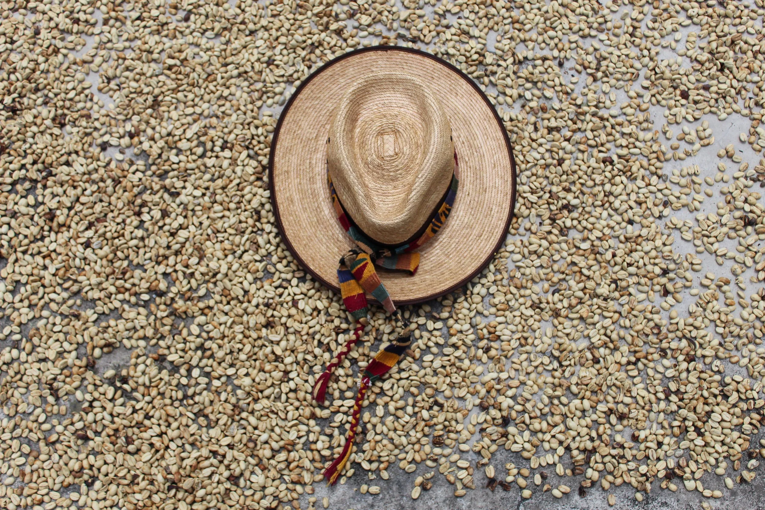 Arabica coffee beans on drying patio