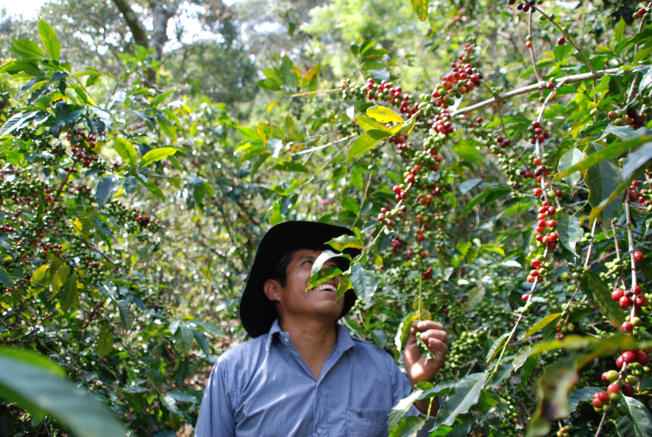 maintaining sustainability in coffee through work with small-scale coffee farmers