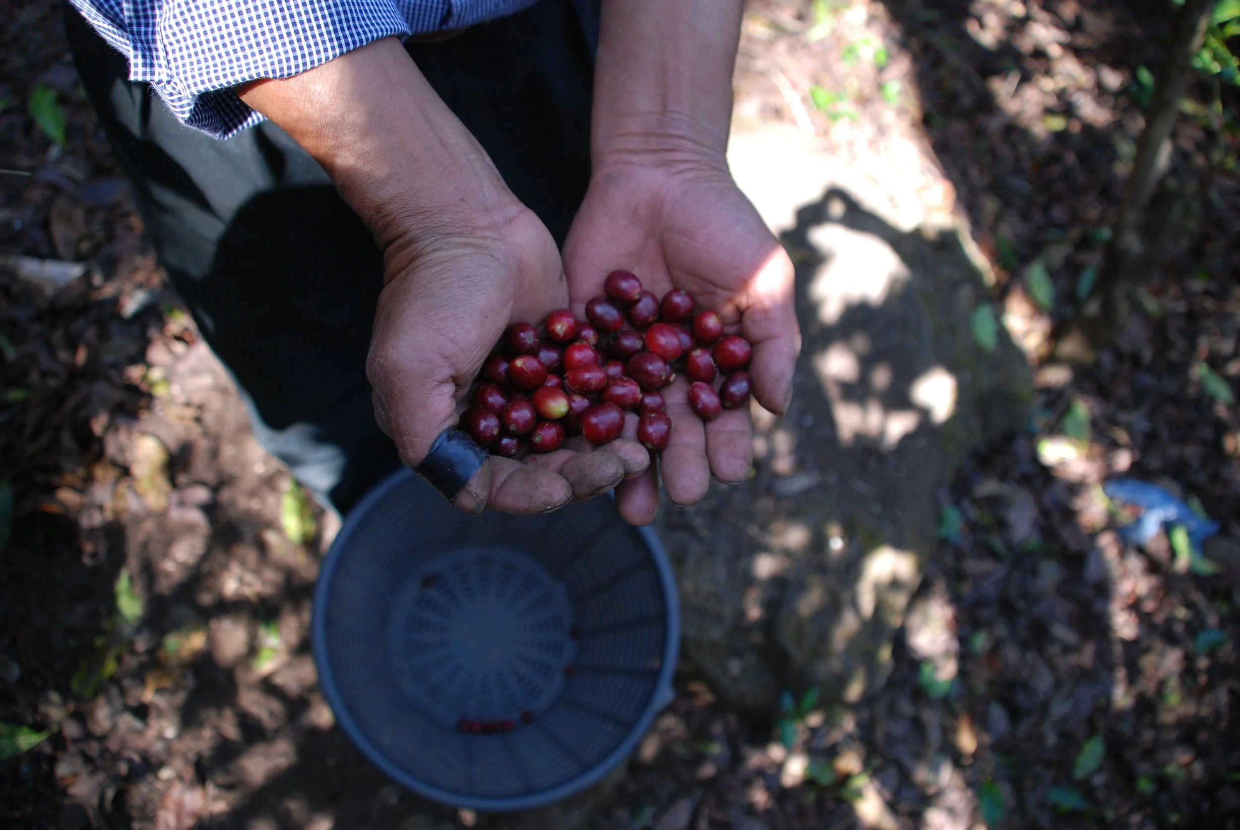 small scale farmer's approaches to innovation in coffee processing