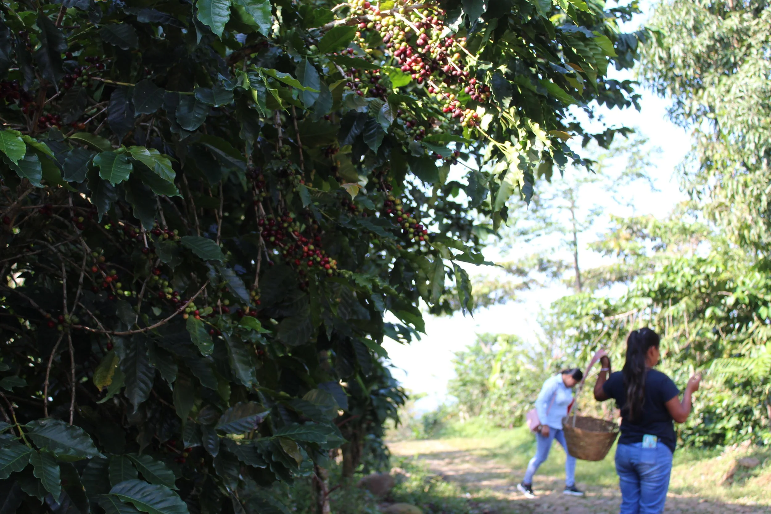 Ripe coffee cherries on tree next to coffee producer in San Marcos coffee communities