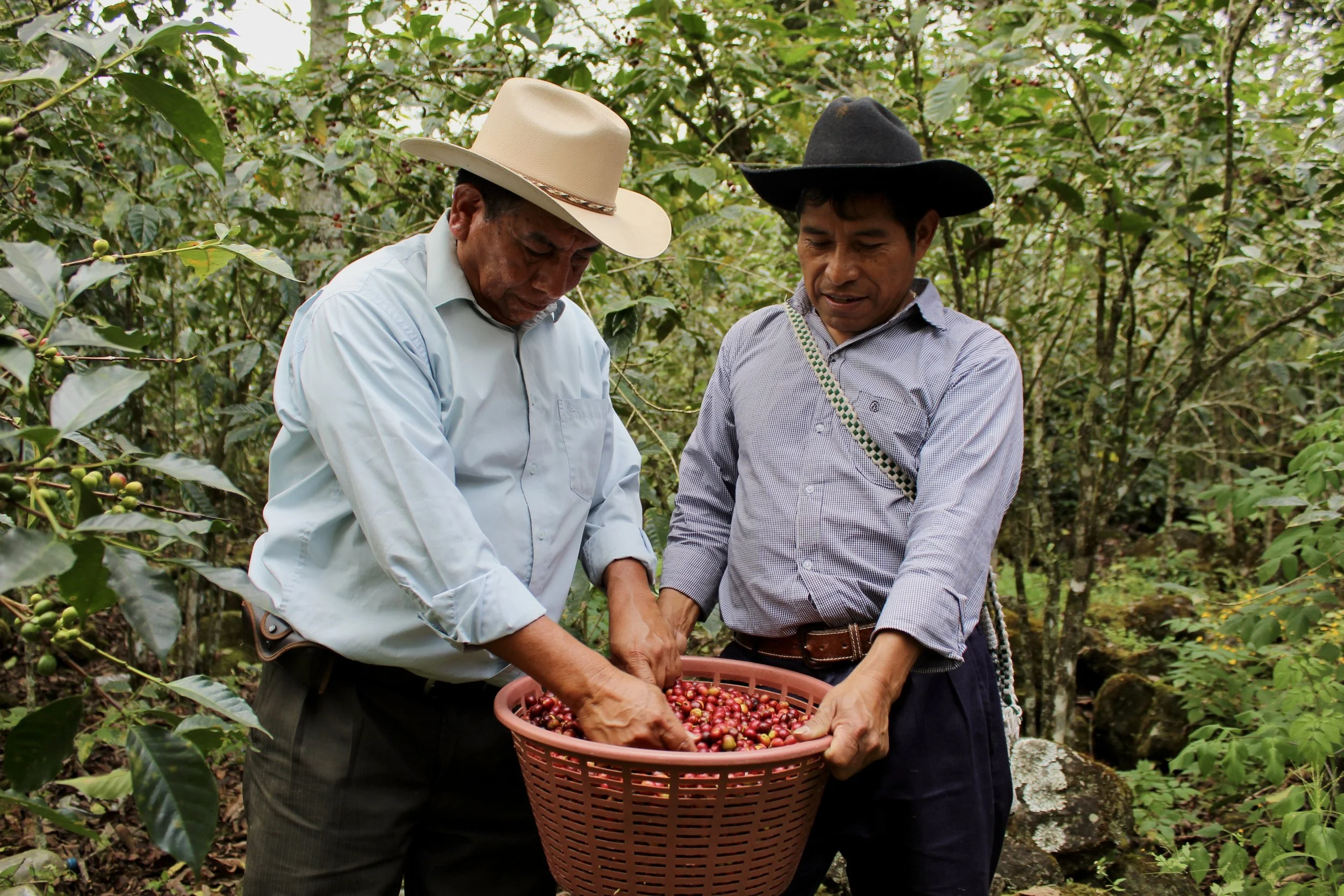 Coffee producers harvesting arabica coffee cherries