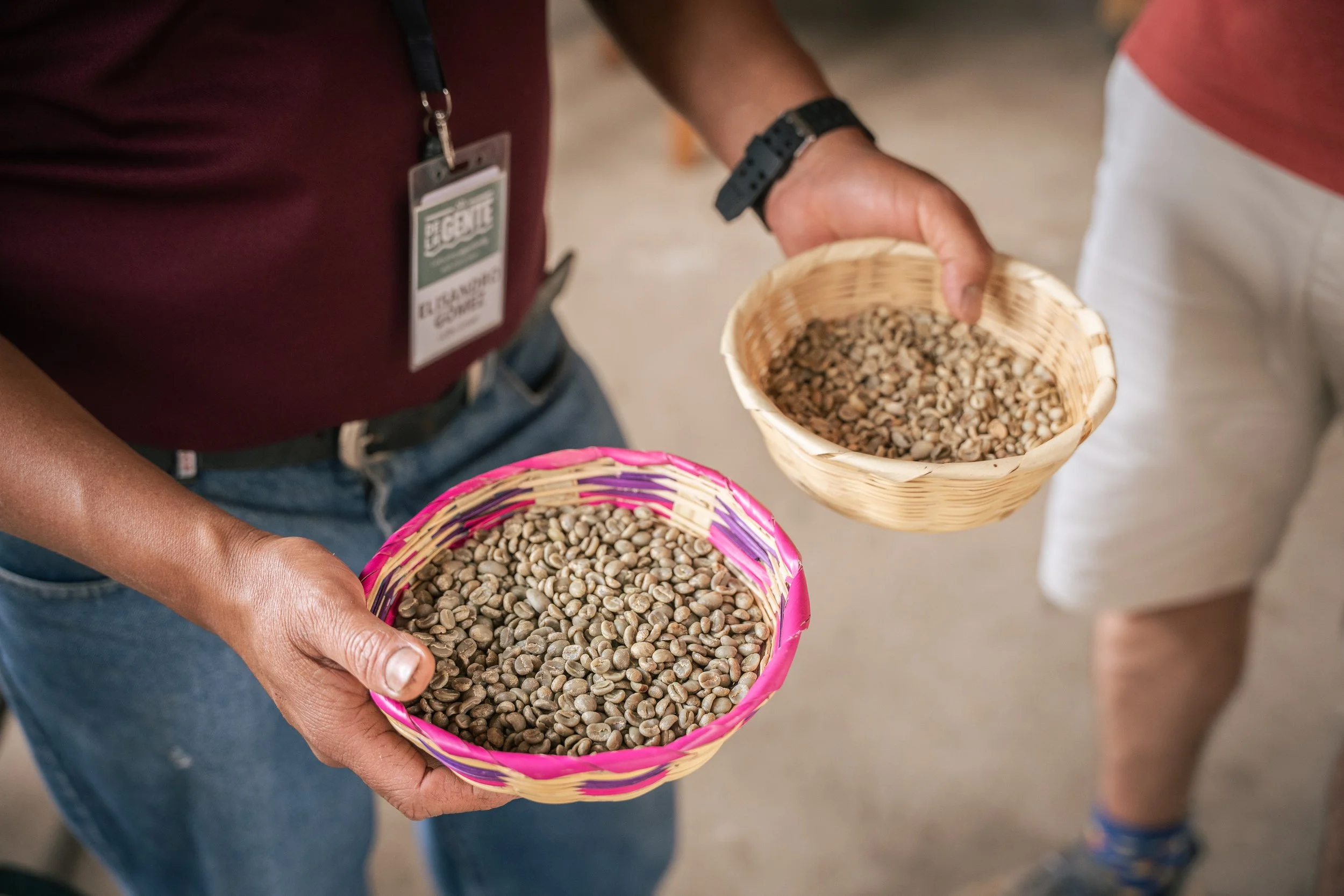 green coffee beans in a basket ready for coffee roasting
