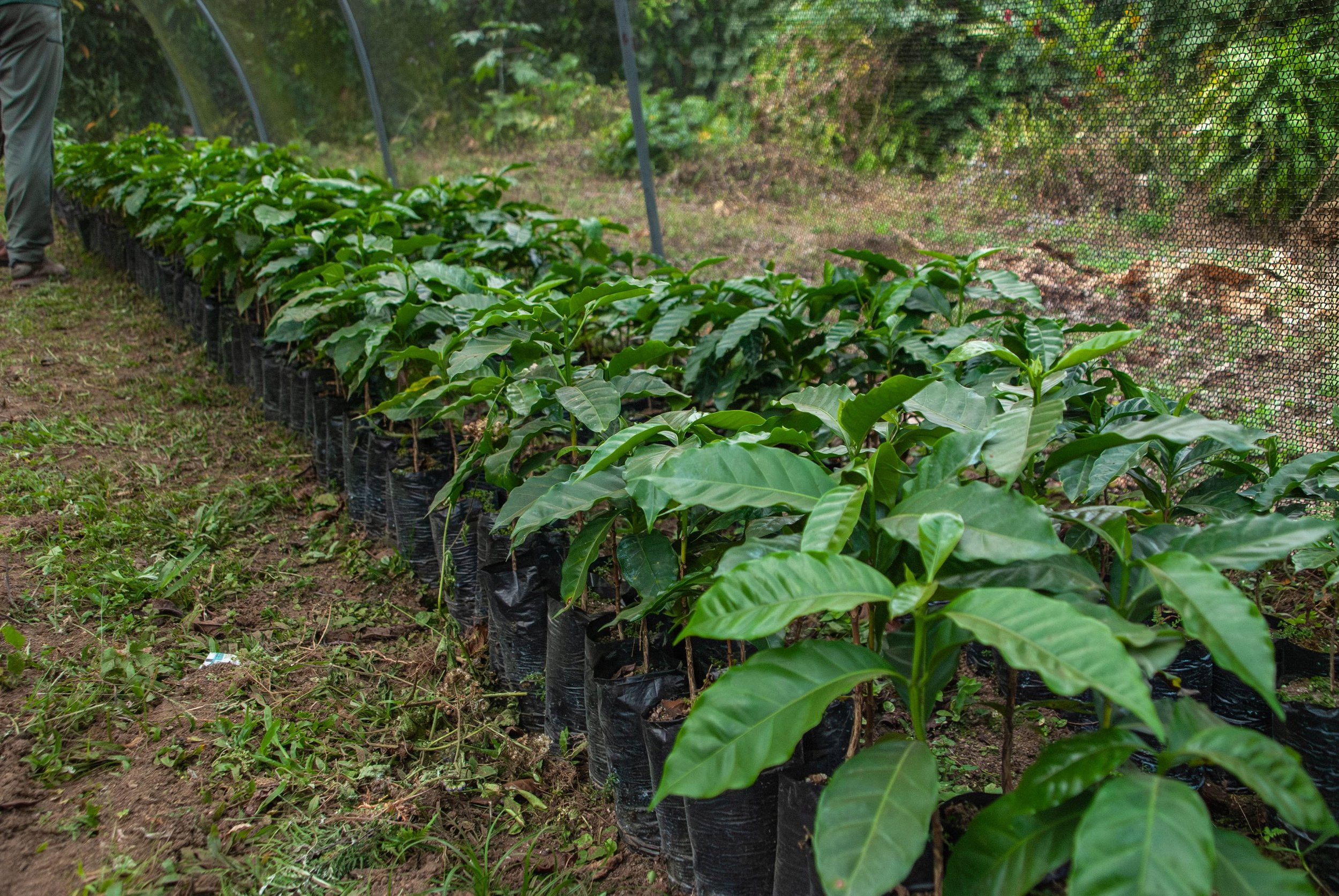 Arabica coffee nursery from San Marcos Guatemala