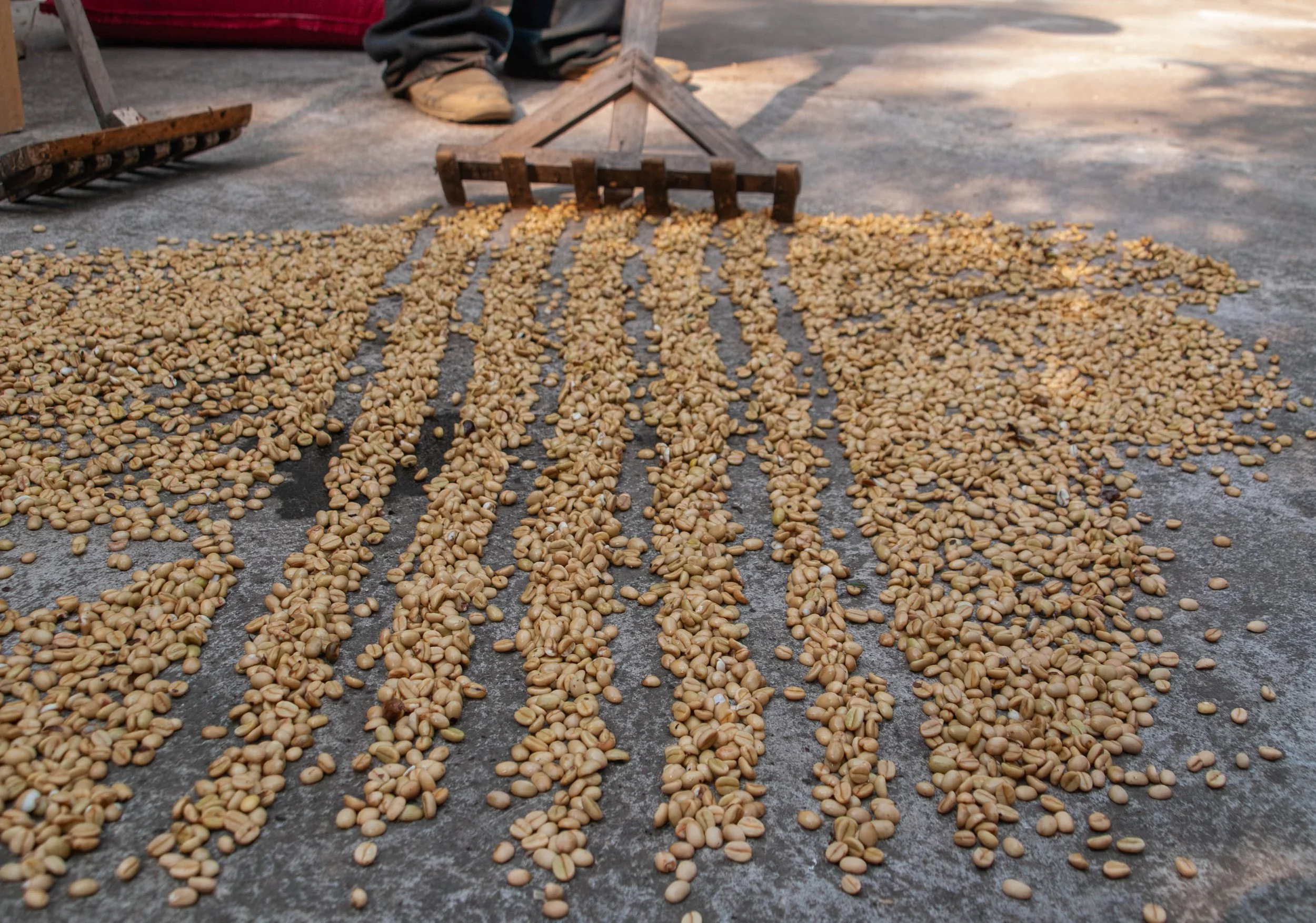 The Impact of Rising Costs in the C Market and What Might Be the “New Normal” of Coffee Prices