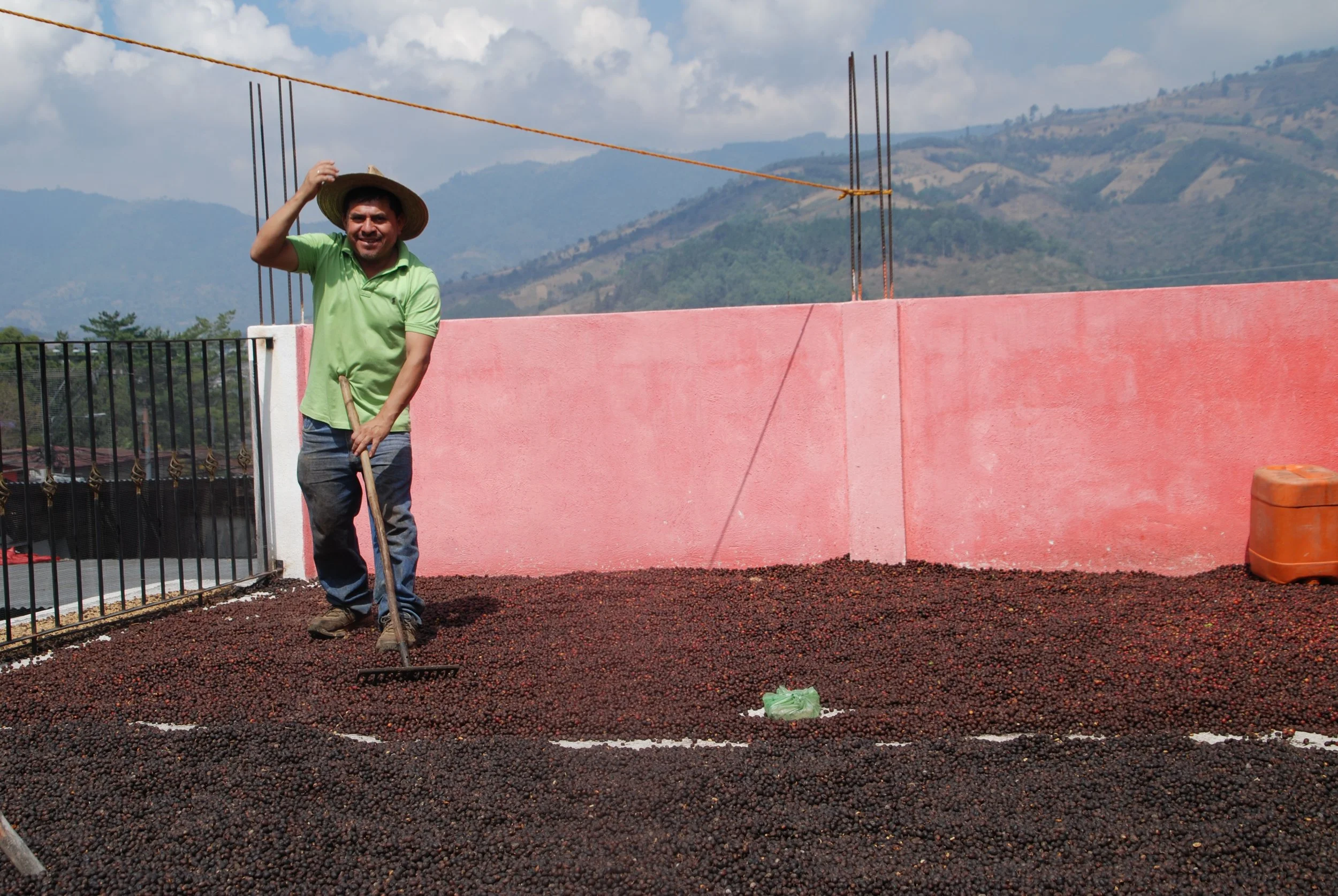 Drying process of coffee cultivation | coffee producer drying coffee on the rooftop of his house