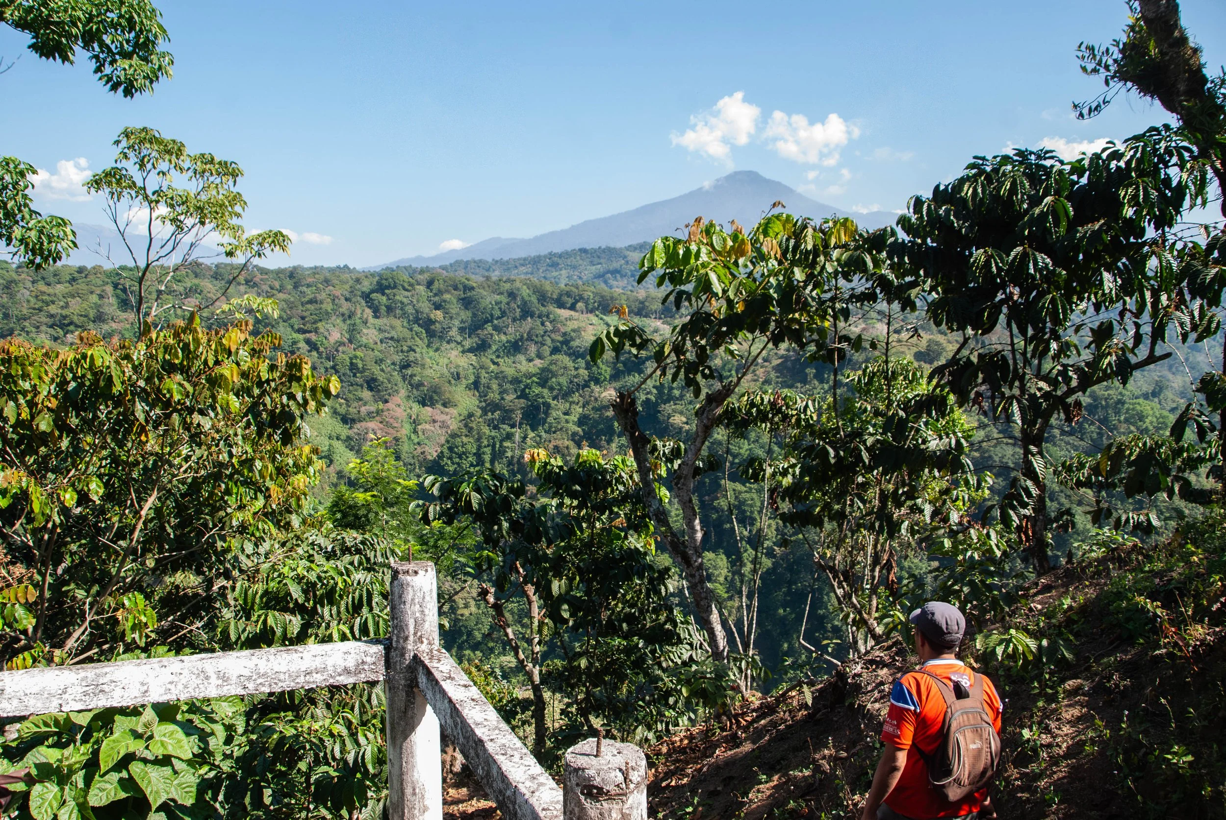 Shade trees within coffee fields in Santa Anita | importance of shade trees for organic coffee | sustainability in coffee