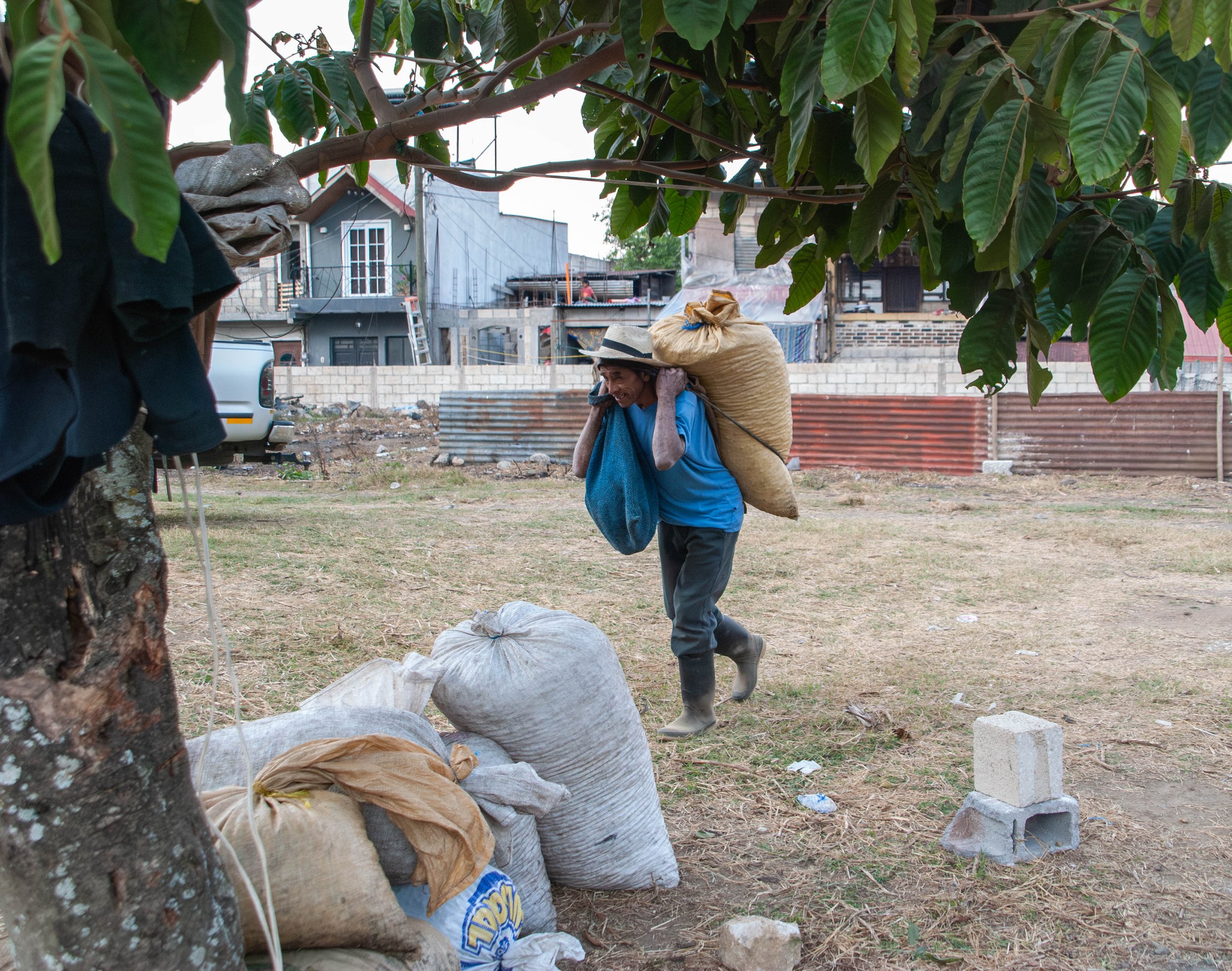 coffee picker arriving after coffee harvest - how coffee is made