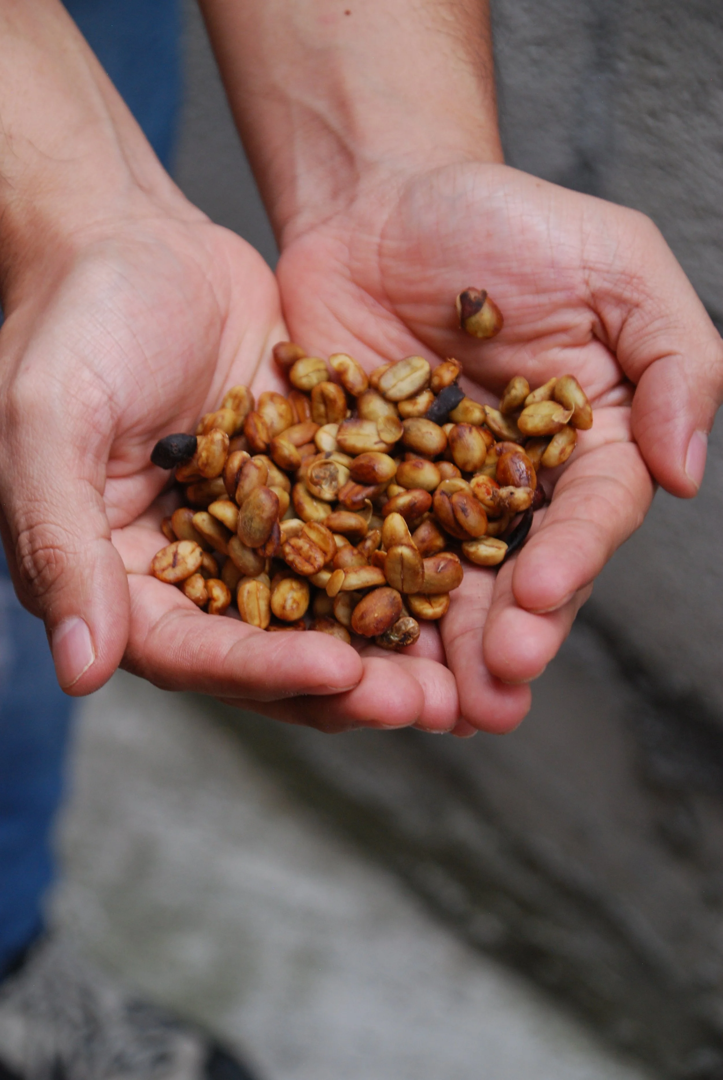 Exploring Coffee Flavors of Honey Processed Coffee