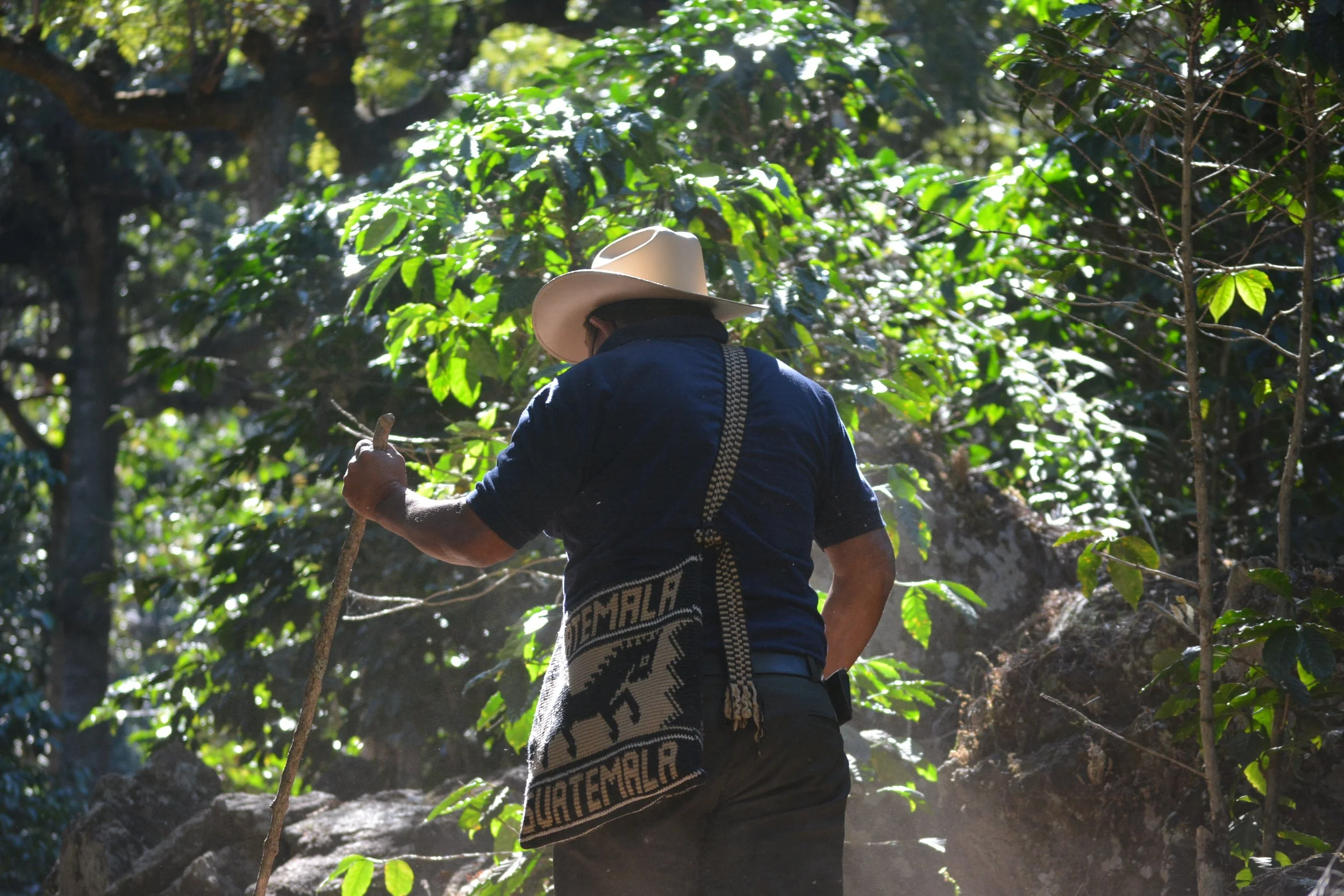 coffee producer walking through fields in coffee farming community | Create a positive community impact this Giving Tuesday