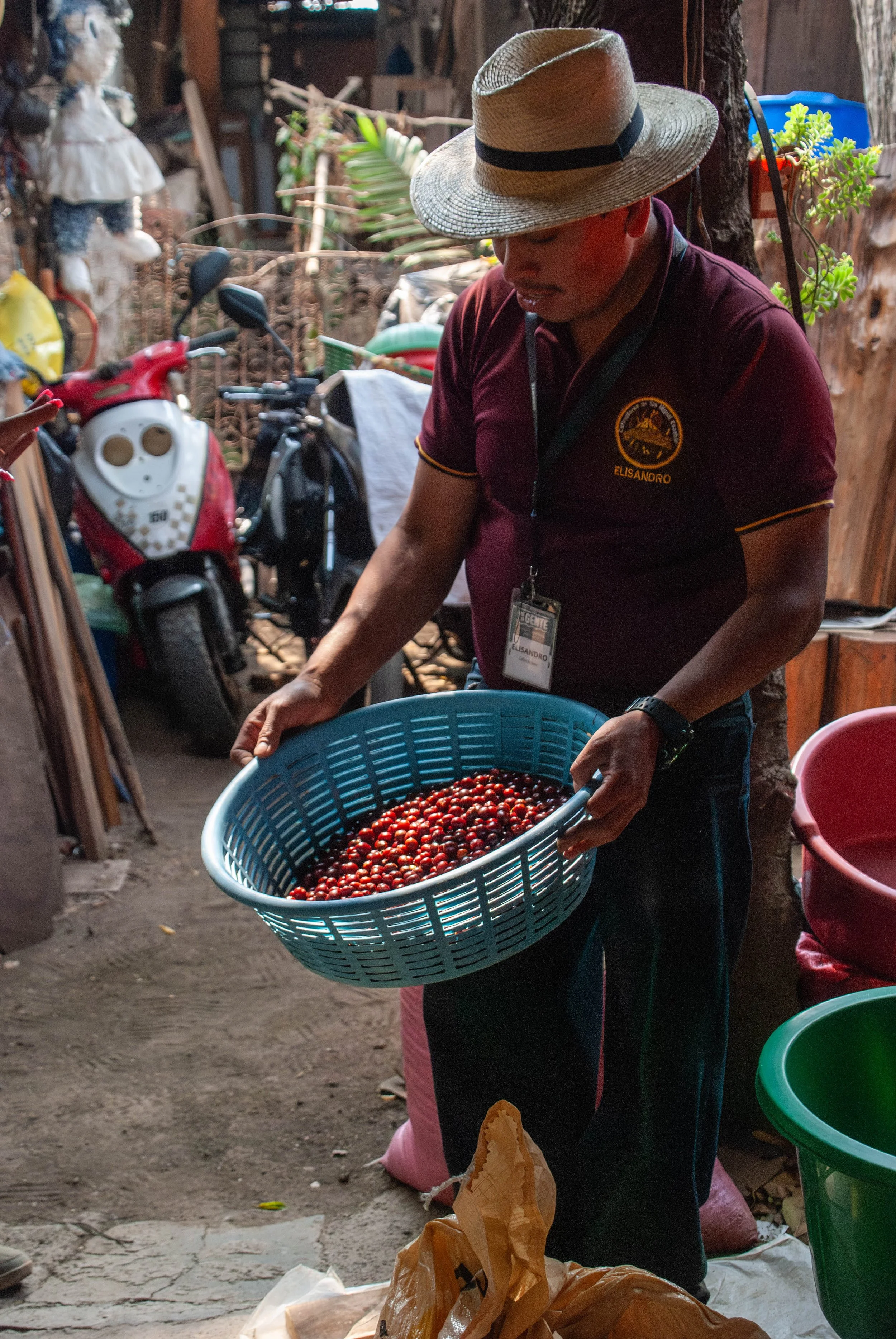 coffee harvesting completed by coffee producer in Guatemala
