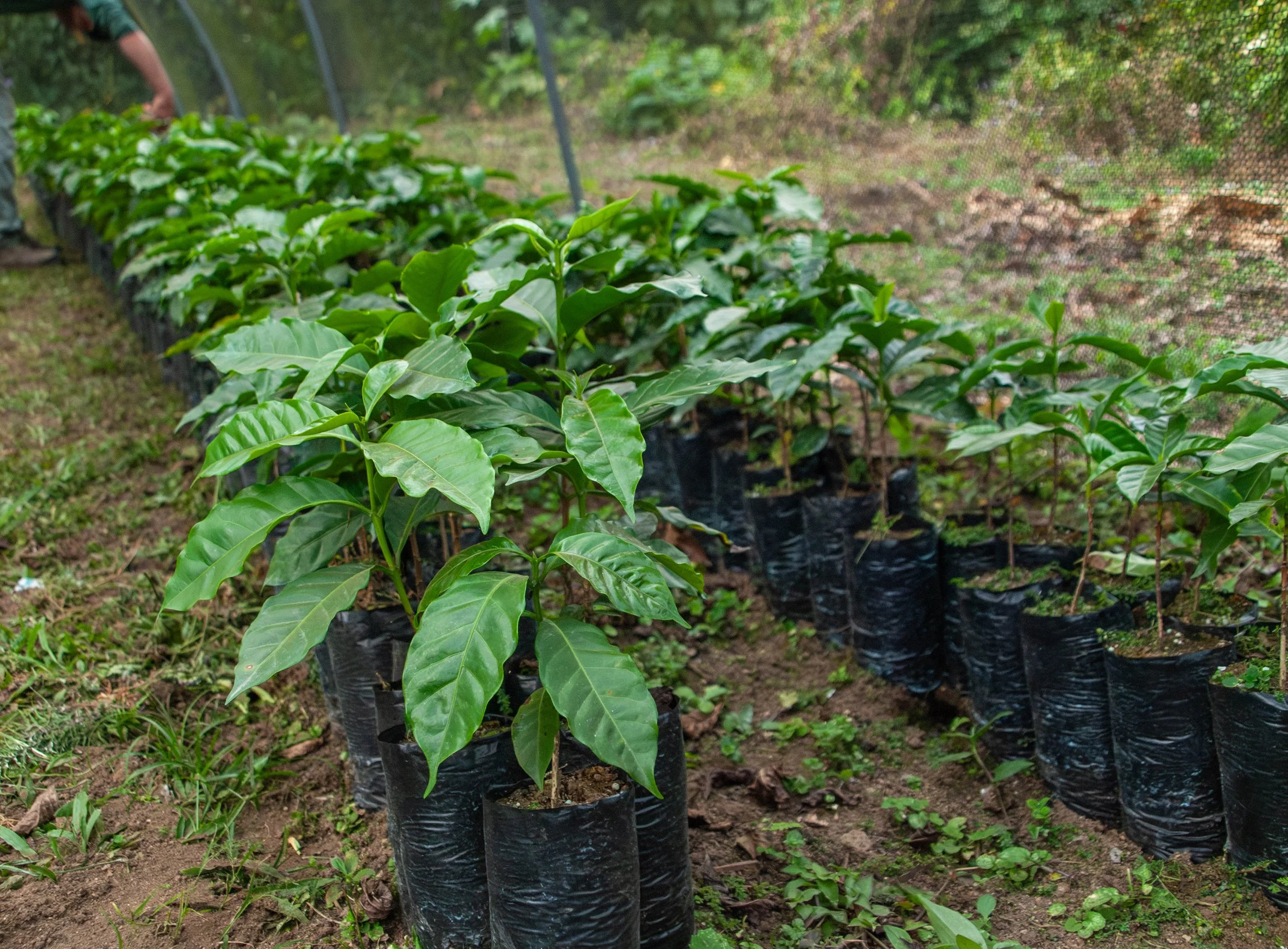 donate to our cause and transform coffee harvest | celebrating our company anniversary