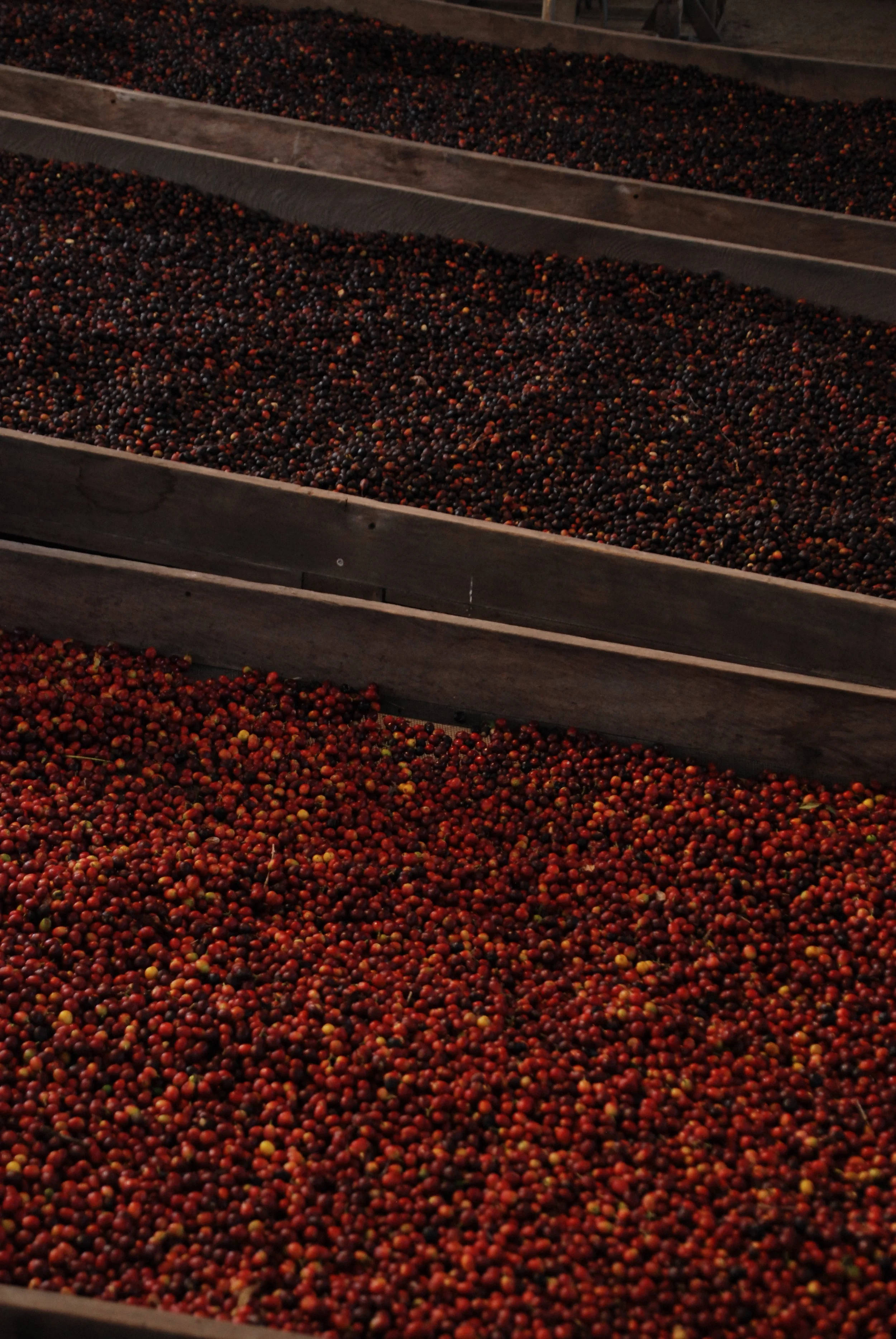 Natural processed coffee in Guatemala
