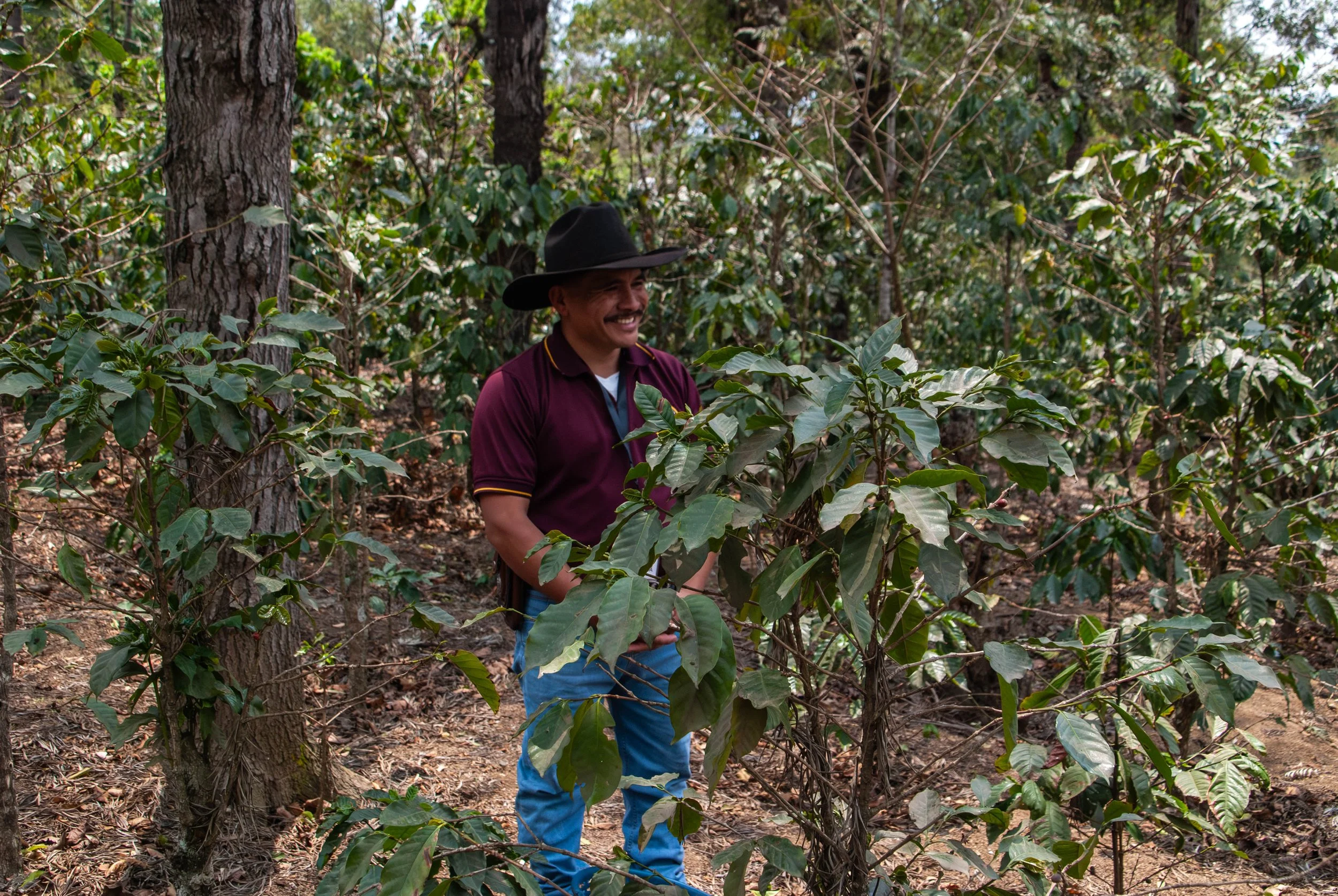 small scale coffee producers contribute to community sustainability in Guatemala