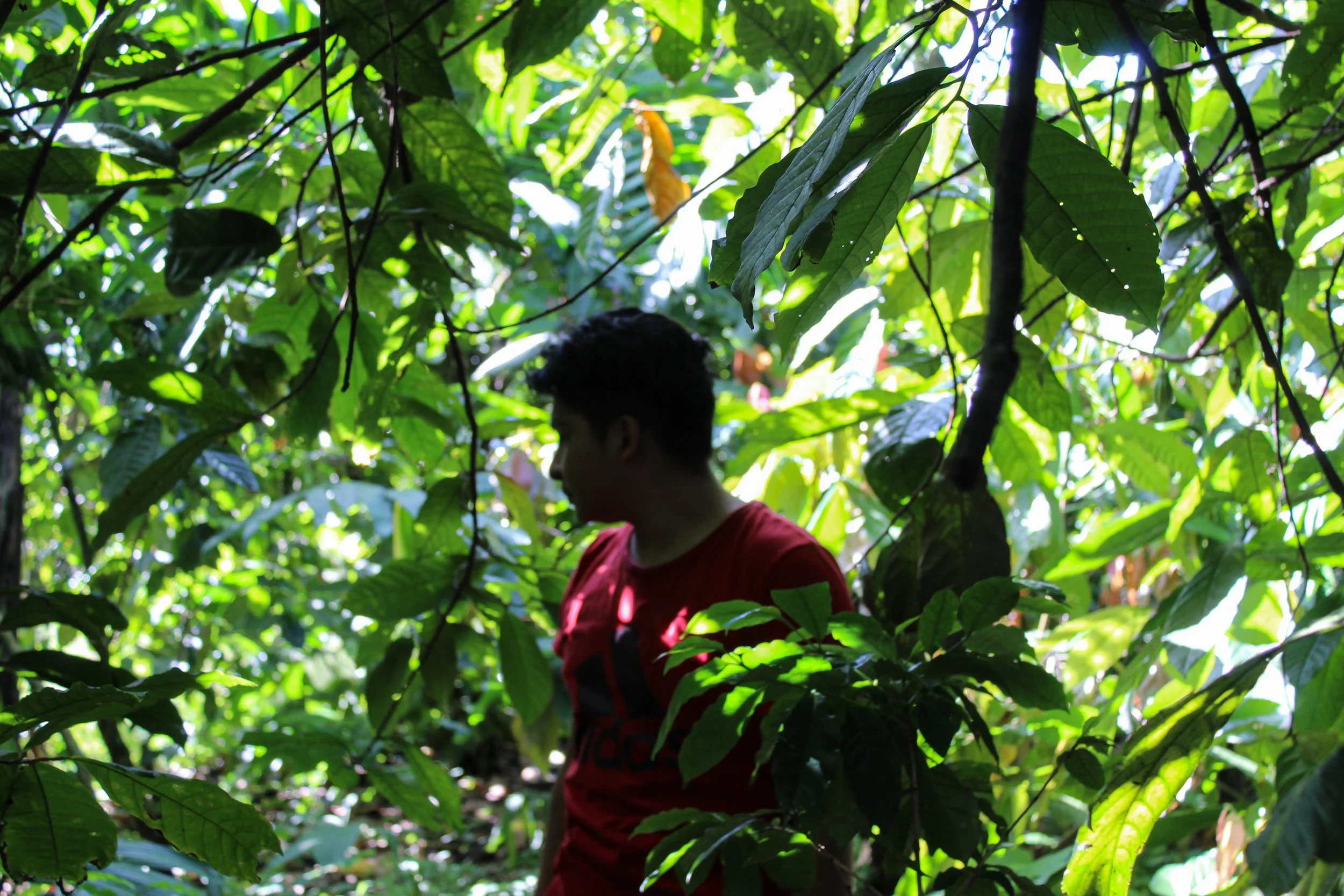 Coffee producer within trees of coffee farm | the future of coffee